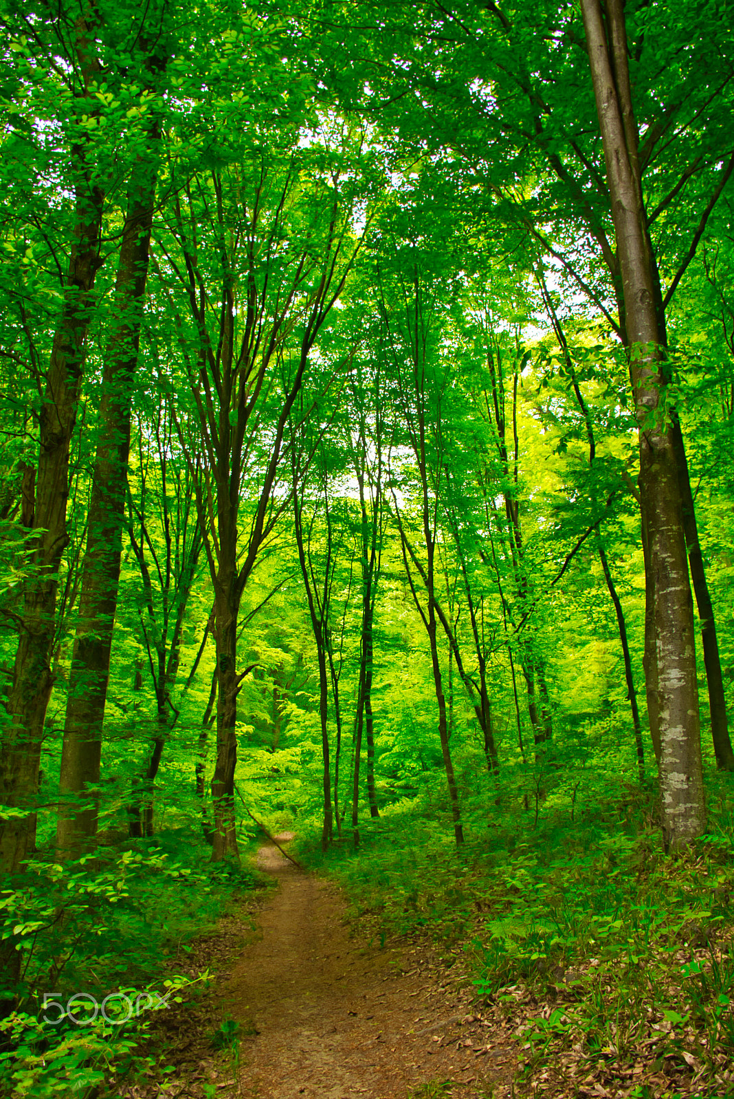 Nikon D7200 sample photo. Path photography