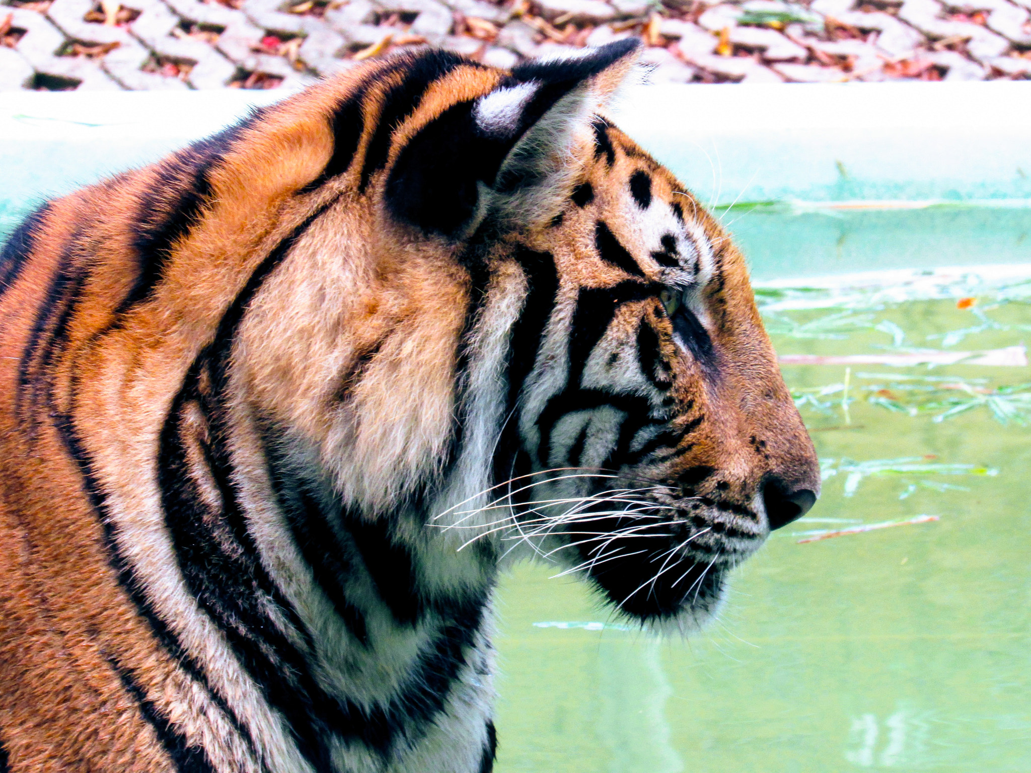 Canon PowerShot SX520 HS sample photo. Tiger photography