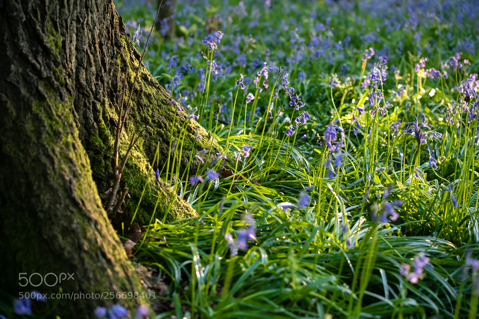 Nikon D850 sample photo. Bluebell land photography