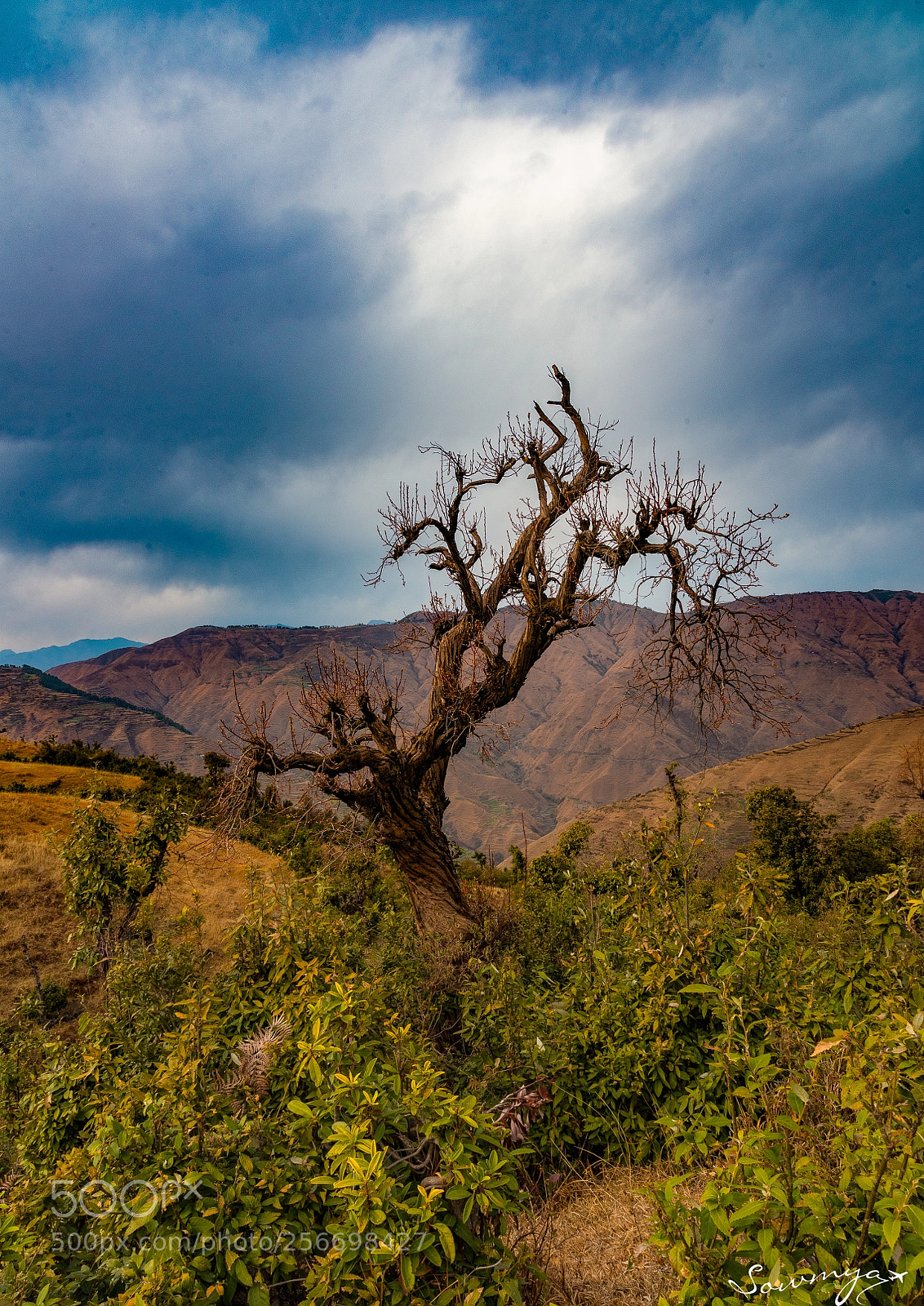 Nikon D750 sample photo. The lone tree photography