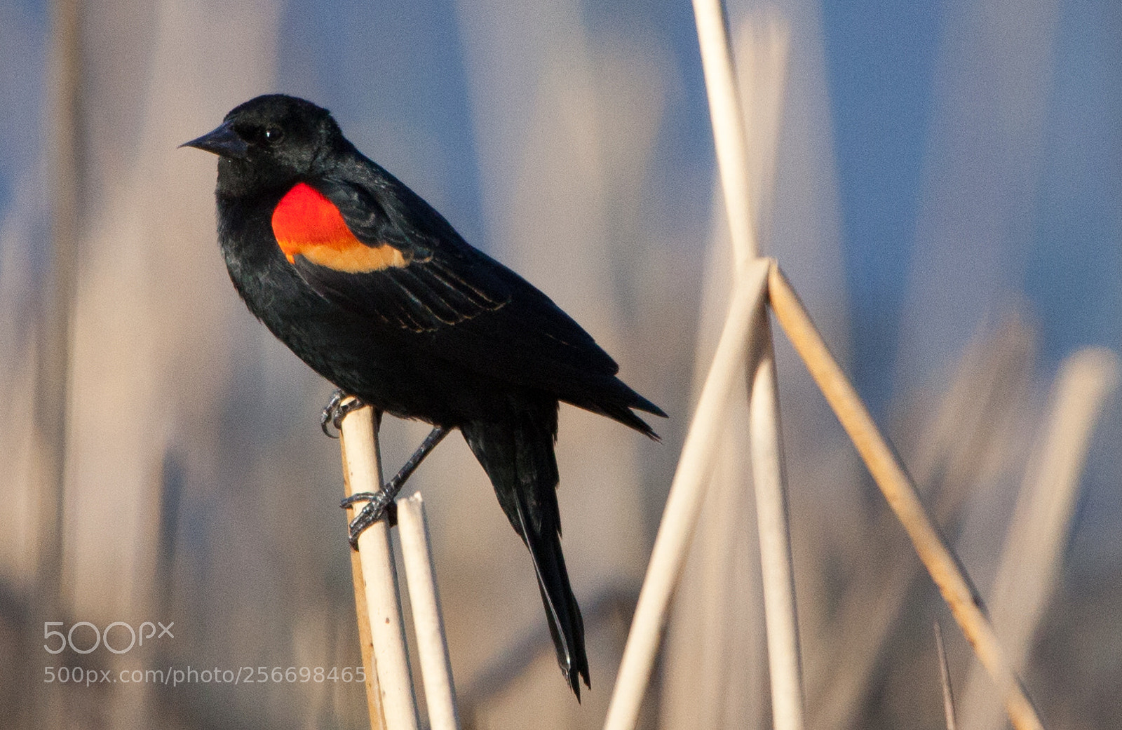 Canon EOS 5D Mark II sample photo. Red winged blackbird photography