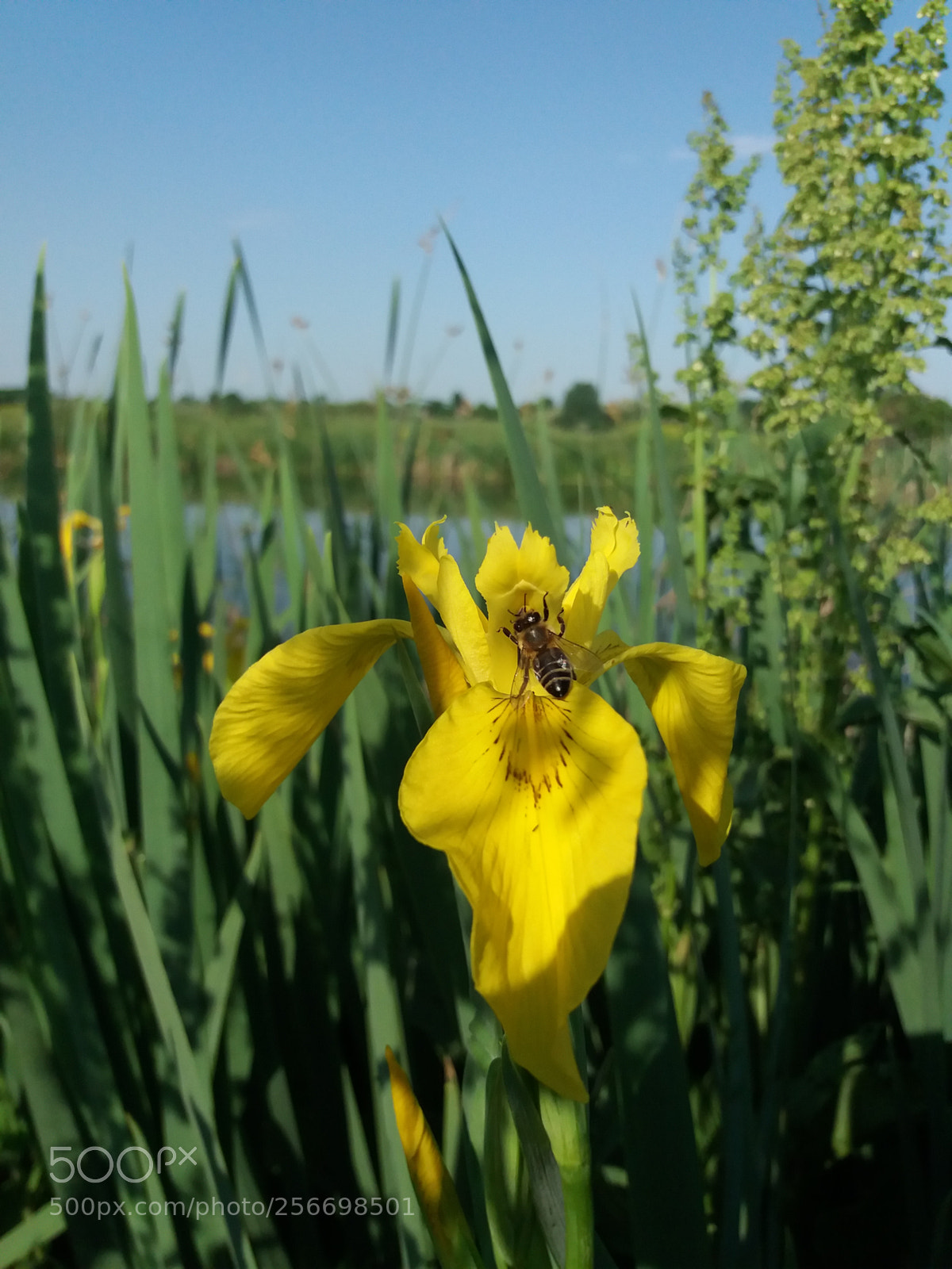 Samsung Galaxy J5(2016) sample photo. Yellow iris photography