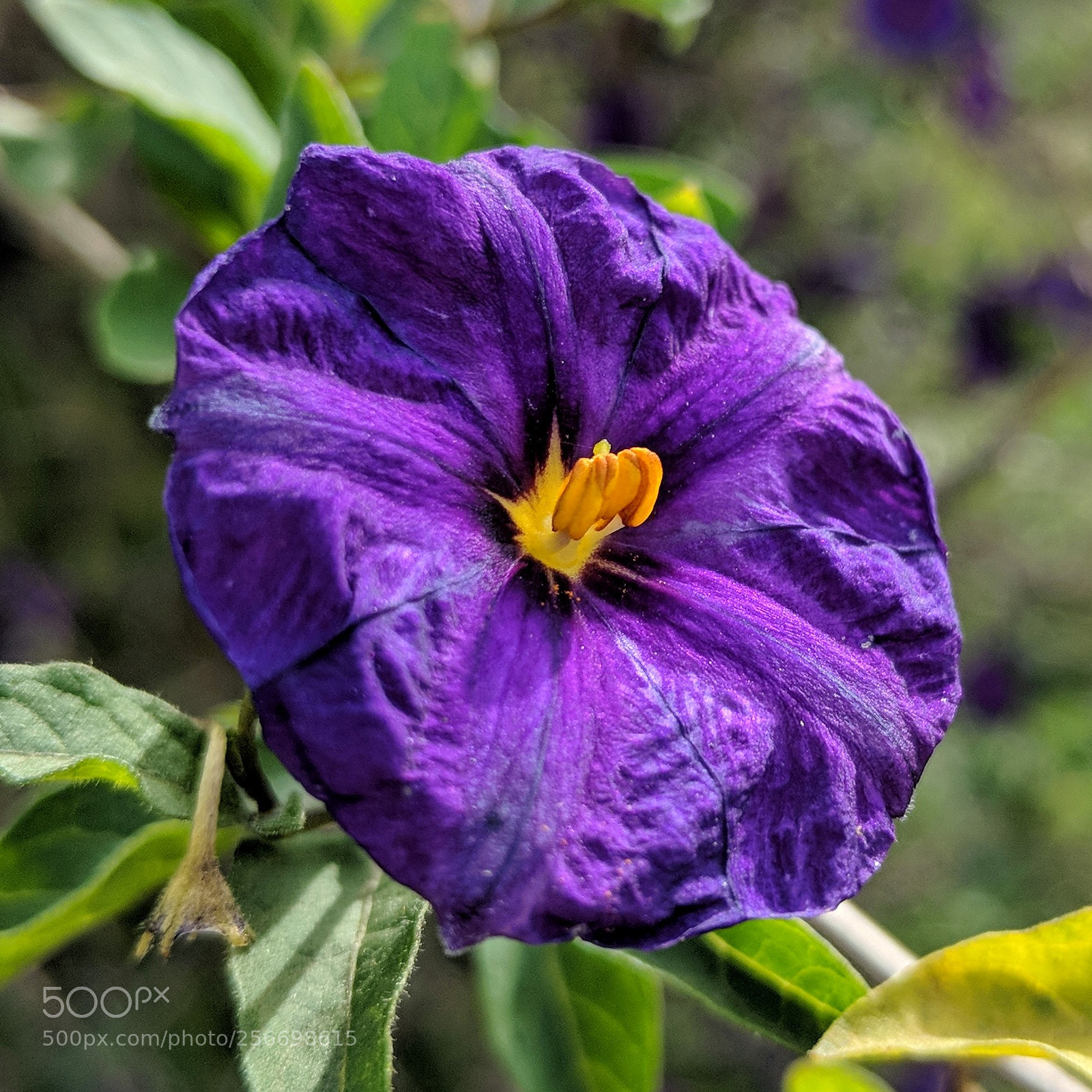 Google Pixel 2 XL sample photo. Untitled photography