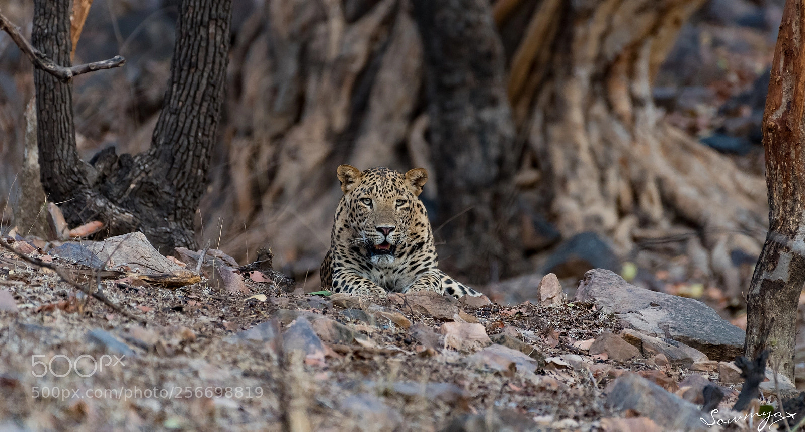 Nikon D750 sample photo. Leopard of ranthambore photography