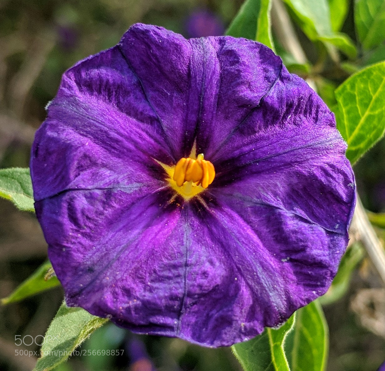 Google Pixel 2 XL sample photo. Untitled photography