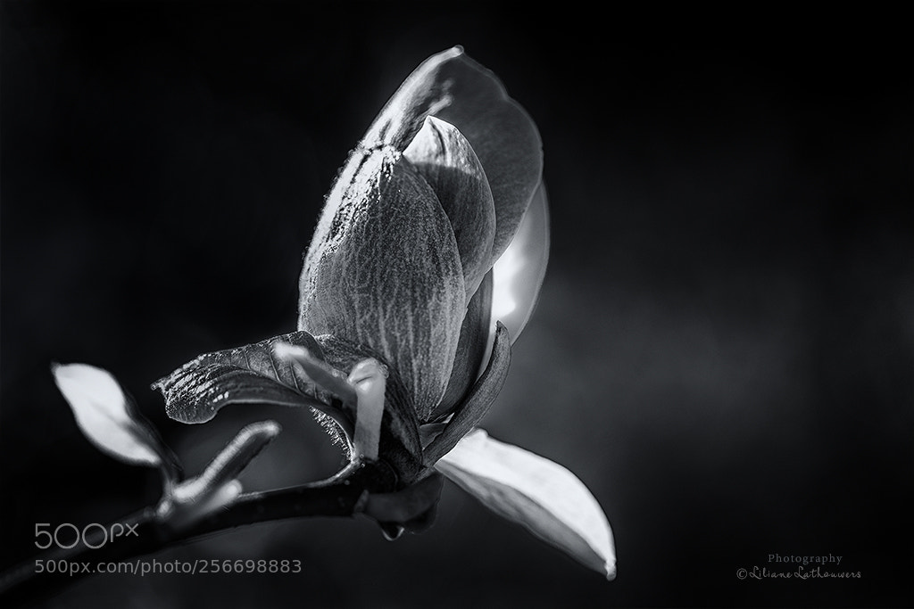 Canon EOS 6D sample photo. A bud photography