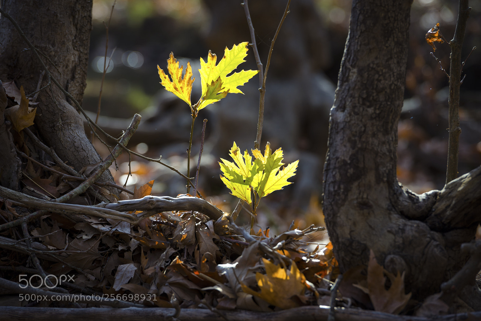 Nikon D600 sample photo. *** photography