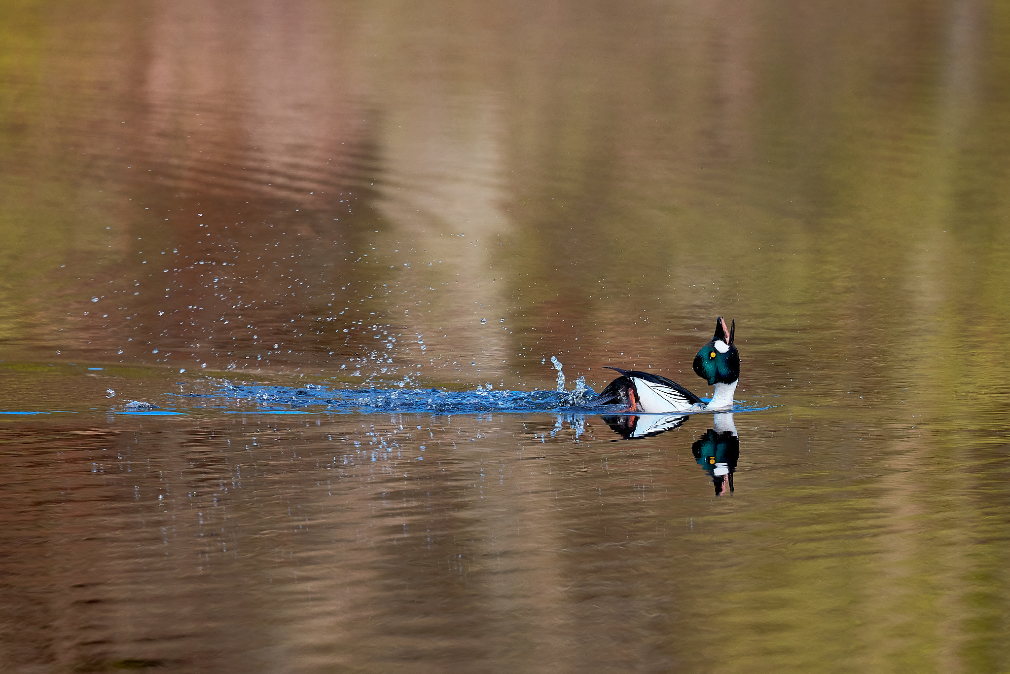 Canon EOS 5DS R + Canon EF 100-400mm F4.5-5.6L IS II USM sample photo. Common goldeneye photography