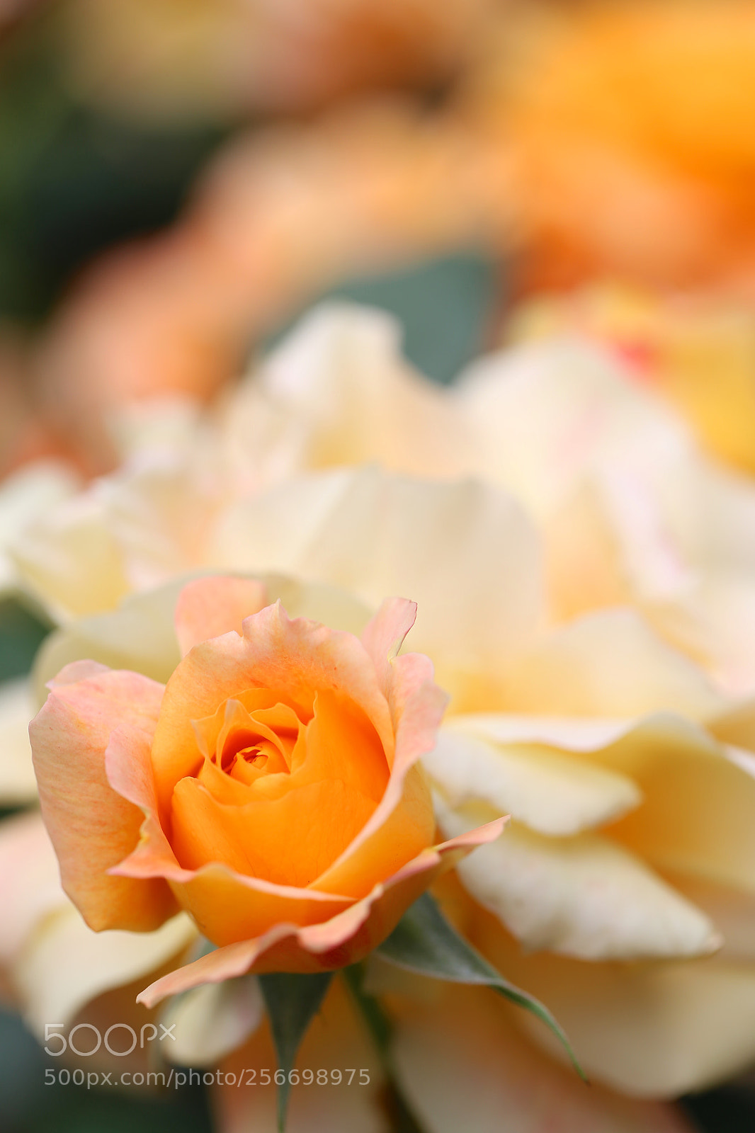 Canon EOS 6D sample photo. May rose photography