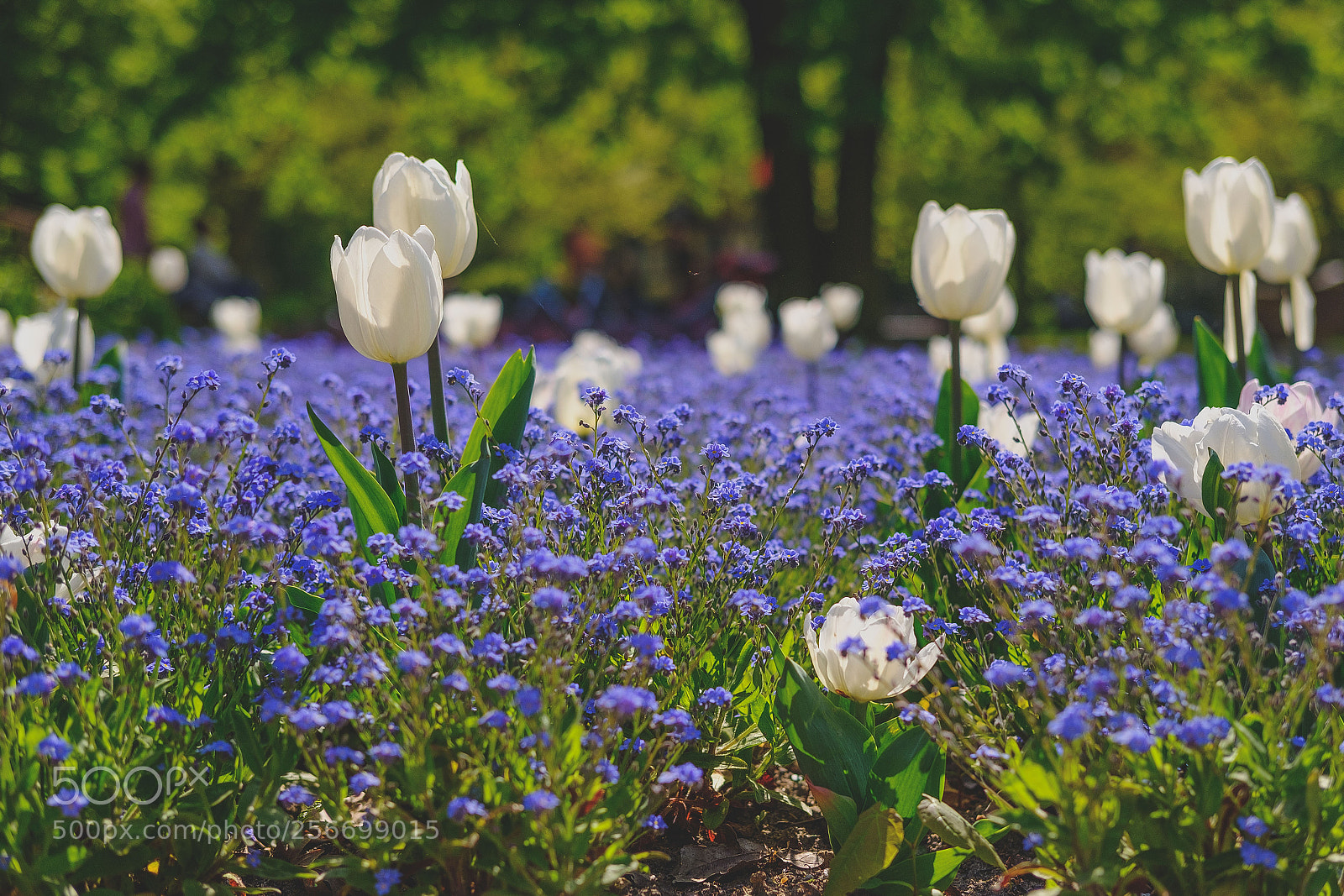 Fujifilm X-T20 sample photo. Weiße tulpen photography