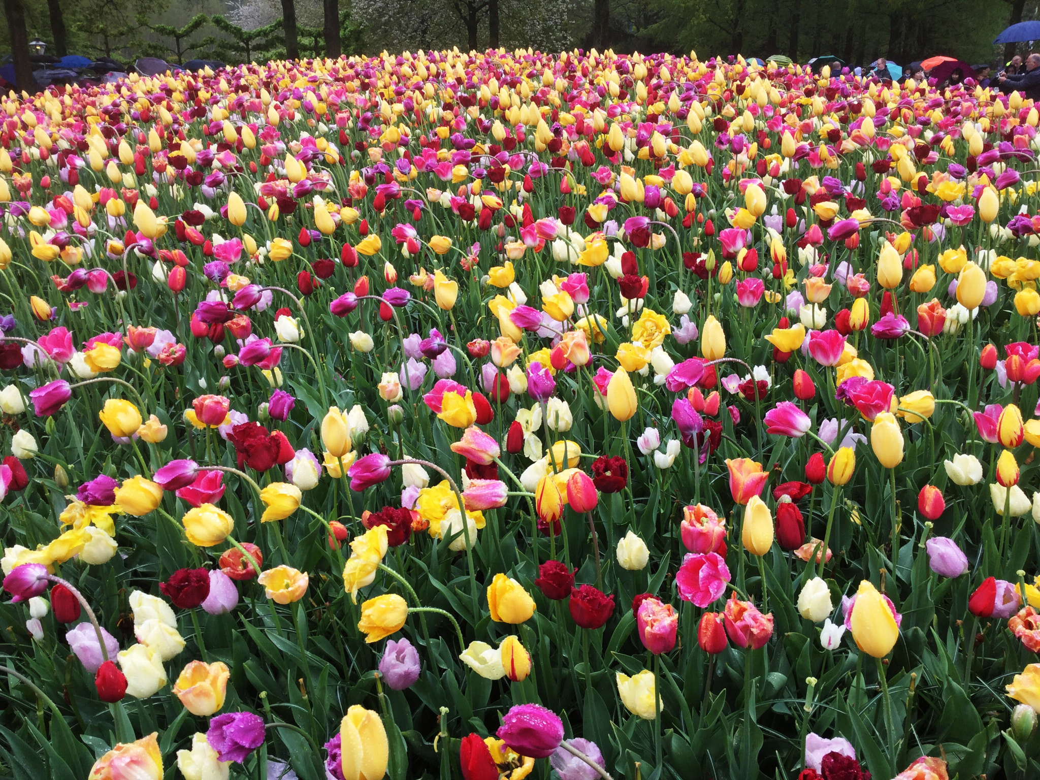 Apple iPad Air 2 sample photo