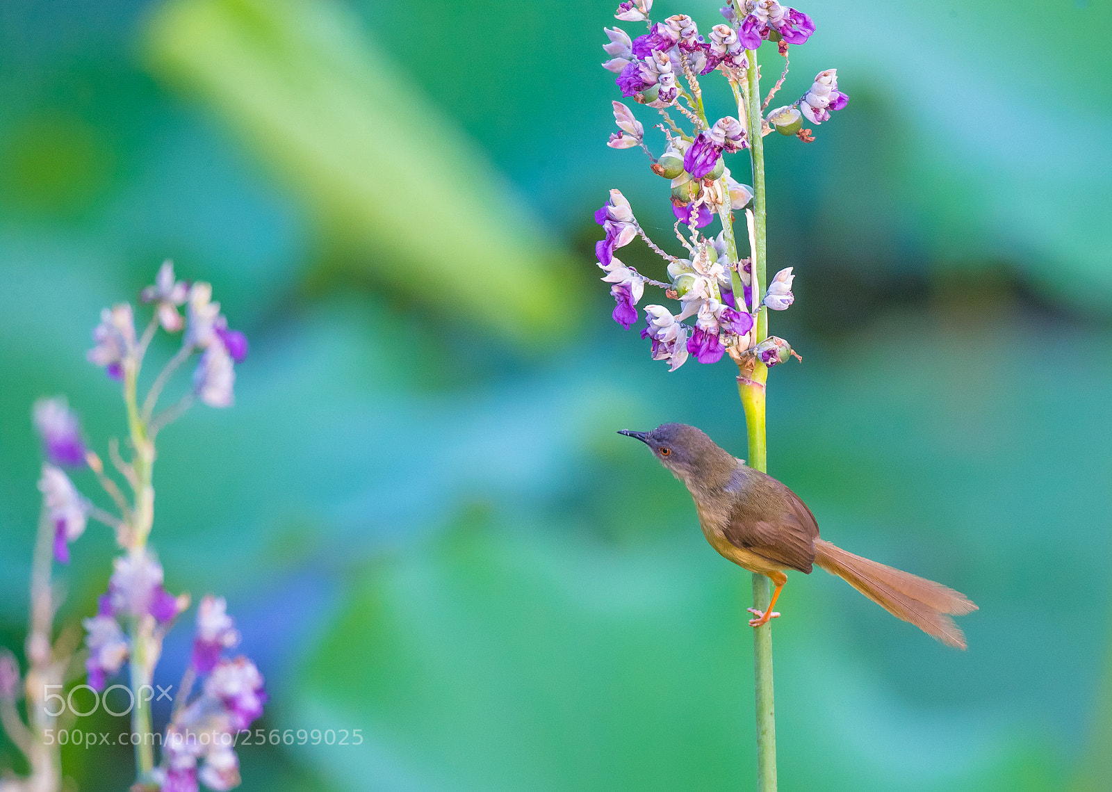 Canon EOS-1D X sample photo. Spring photography