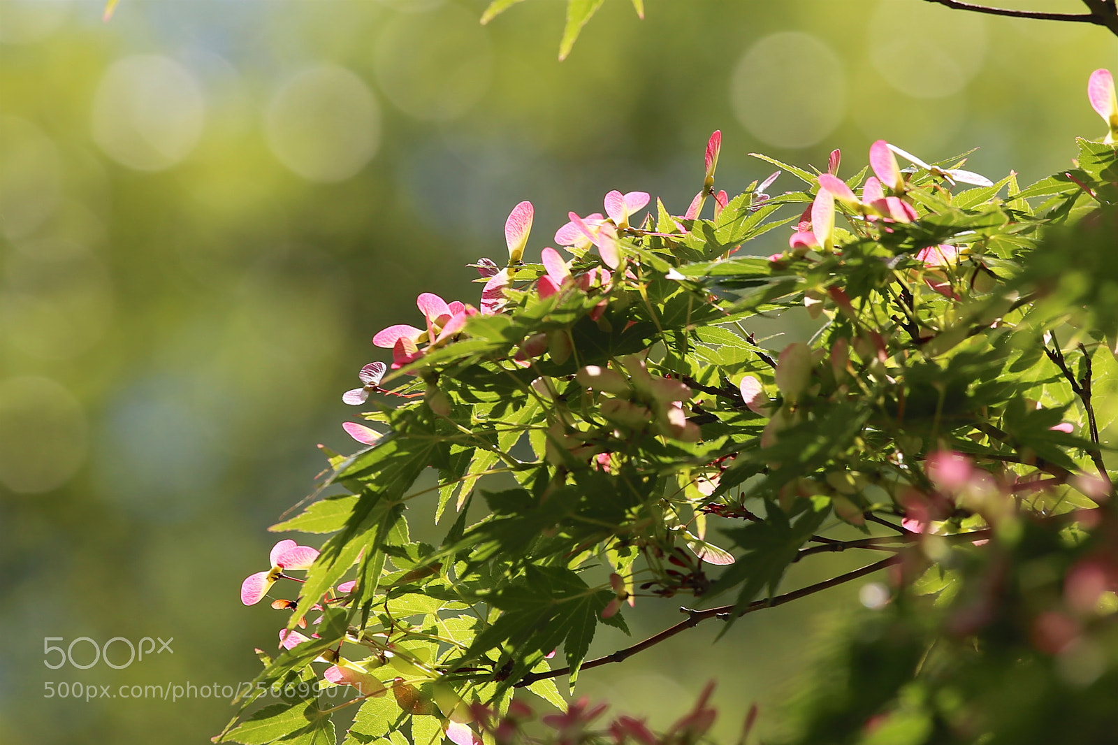 Canon EOS 6D sample photo. Red wings photography