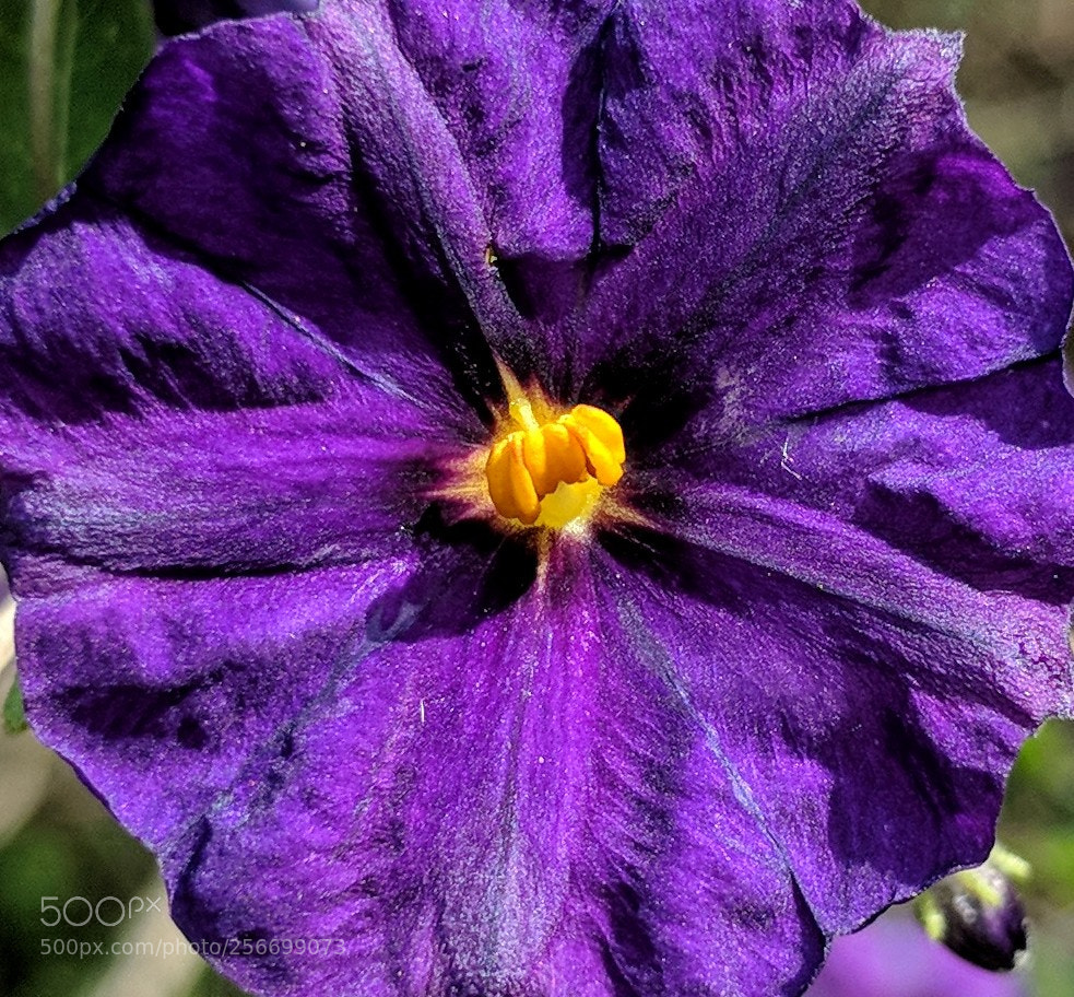 Google Pixel 2 XL sample photo. Untitled photography