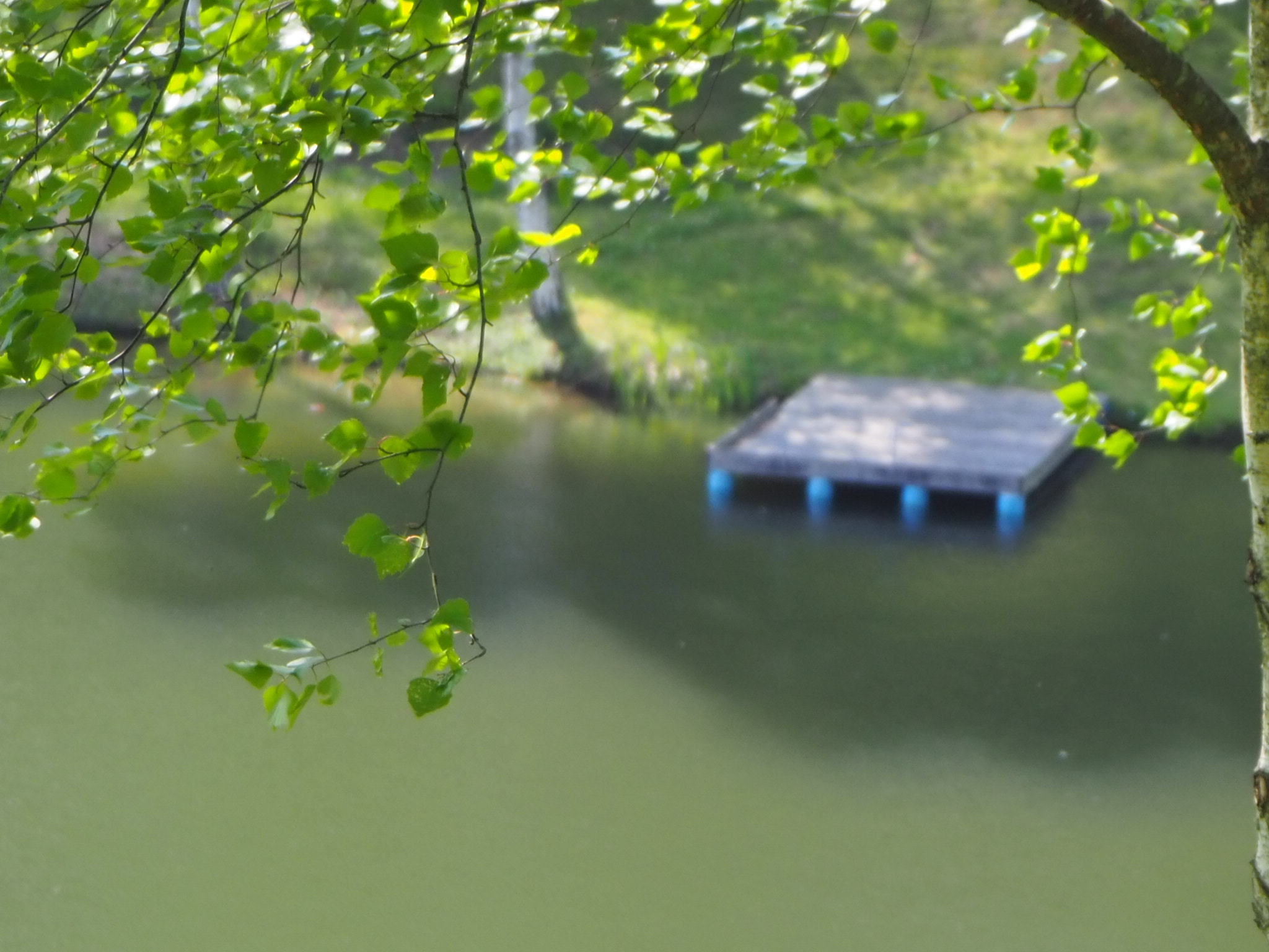 Olympus PEN E-PL9 sample photo. And a pond.... photography