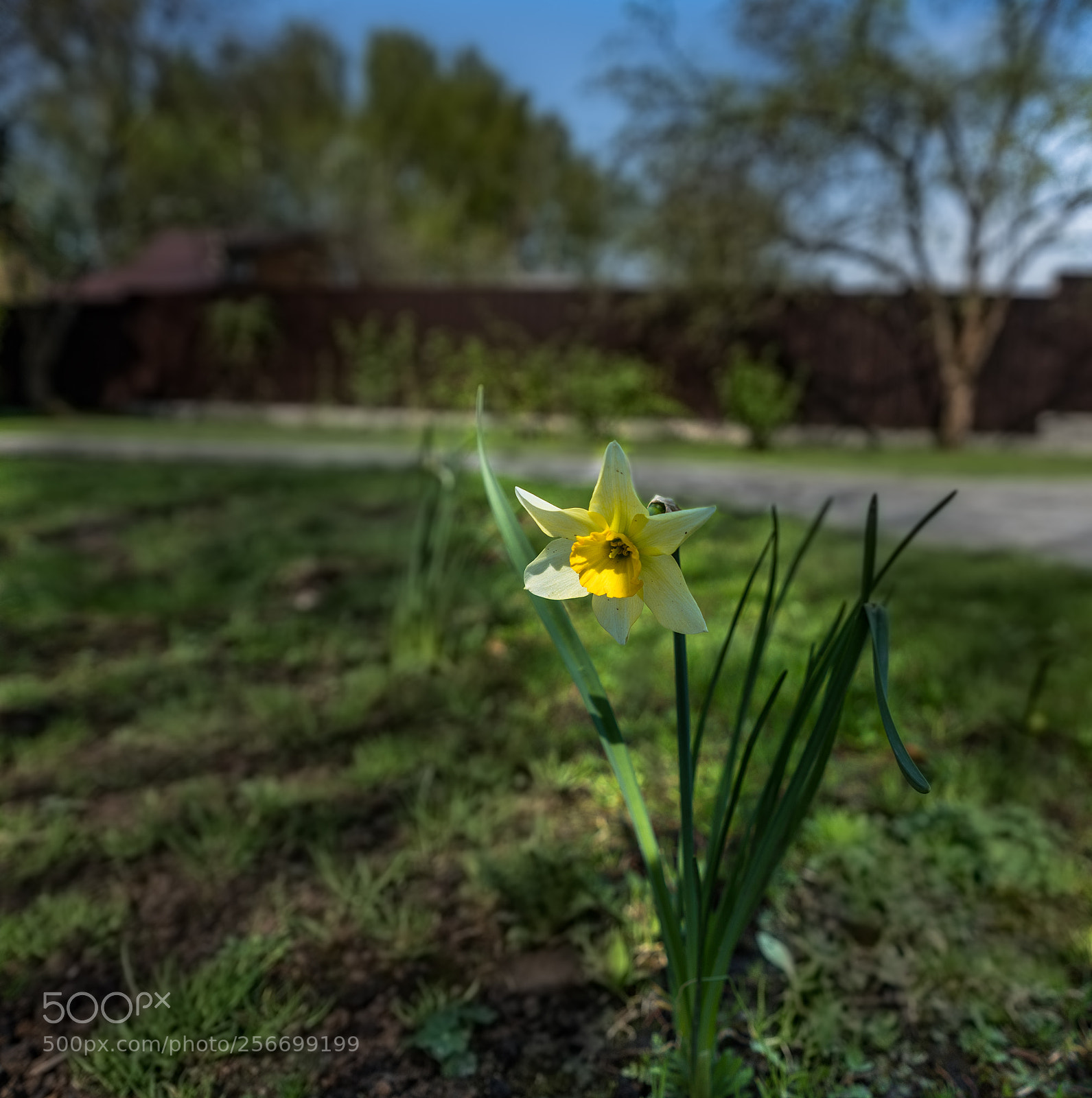 Sony a7R III sample photo. Этюд с нарциссом photography