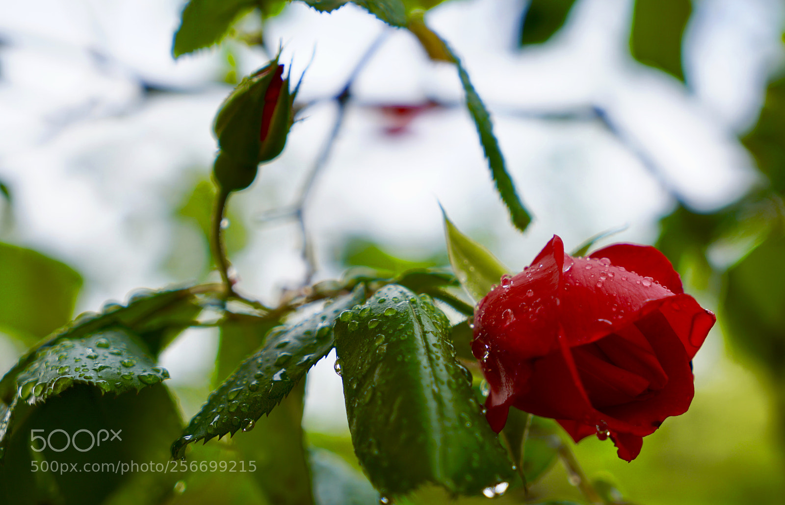 Sony a7R II sample photo. Red rose photography