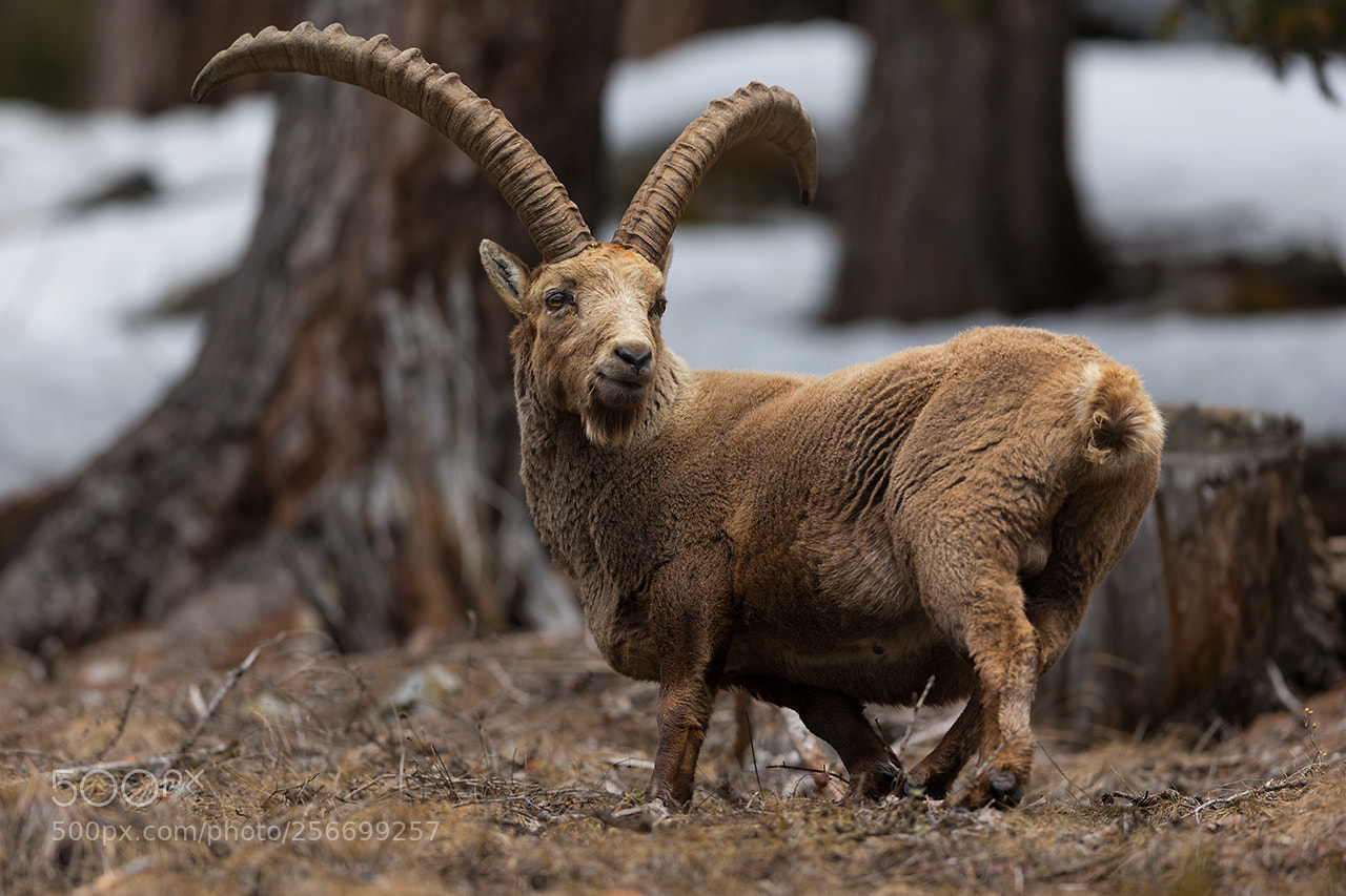Canon EOS-1D X sample photo. Alpine ibex photography