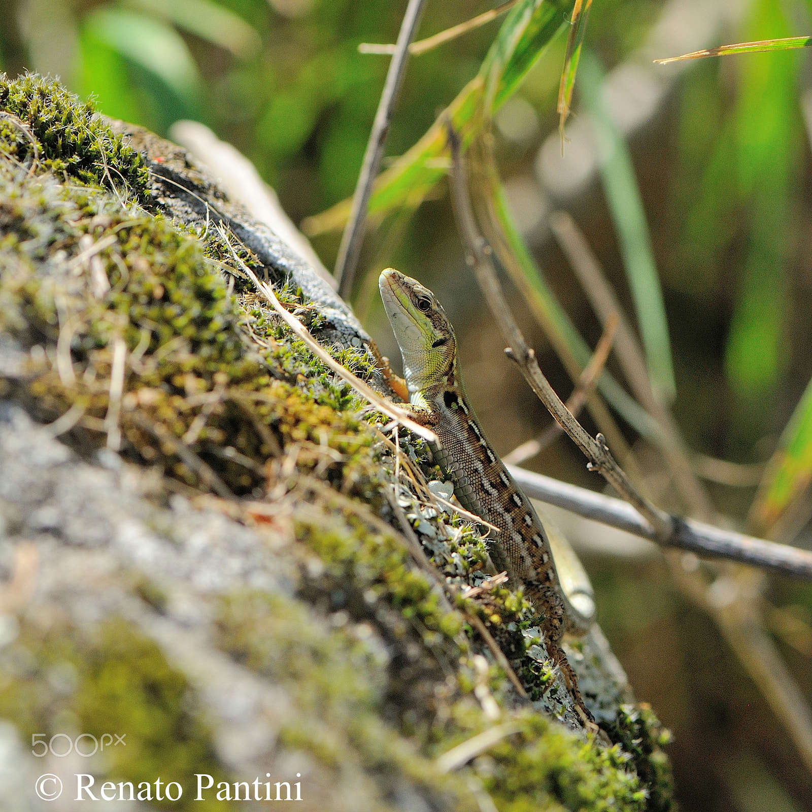 Nikon D300S + Nikon AF-S Micro-Nikkor 105mm F2.8G IF-ED VR sample photo. Small lizard 1 photography