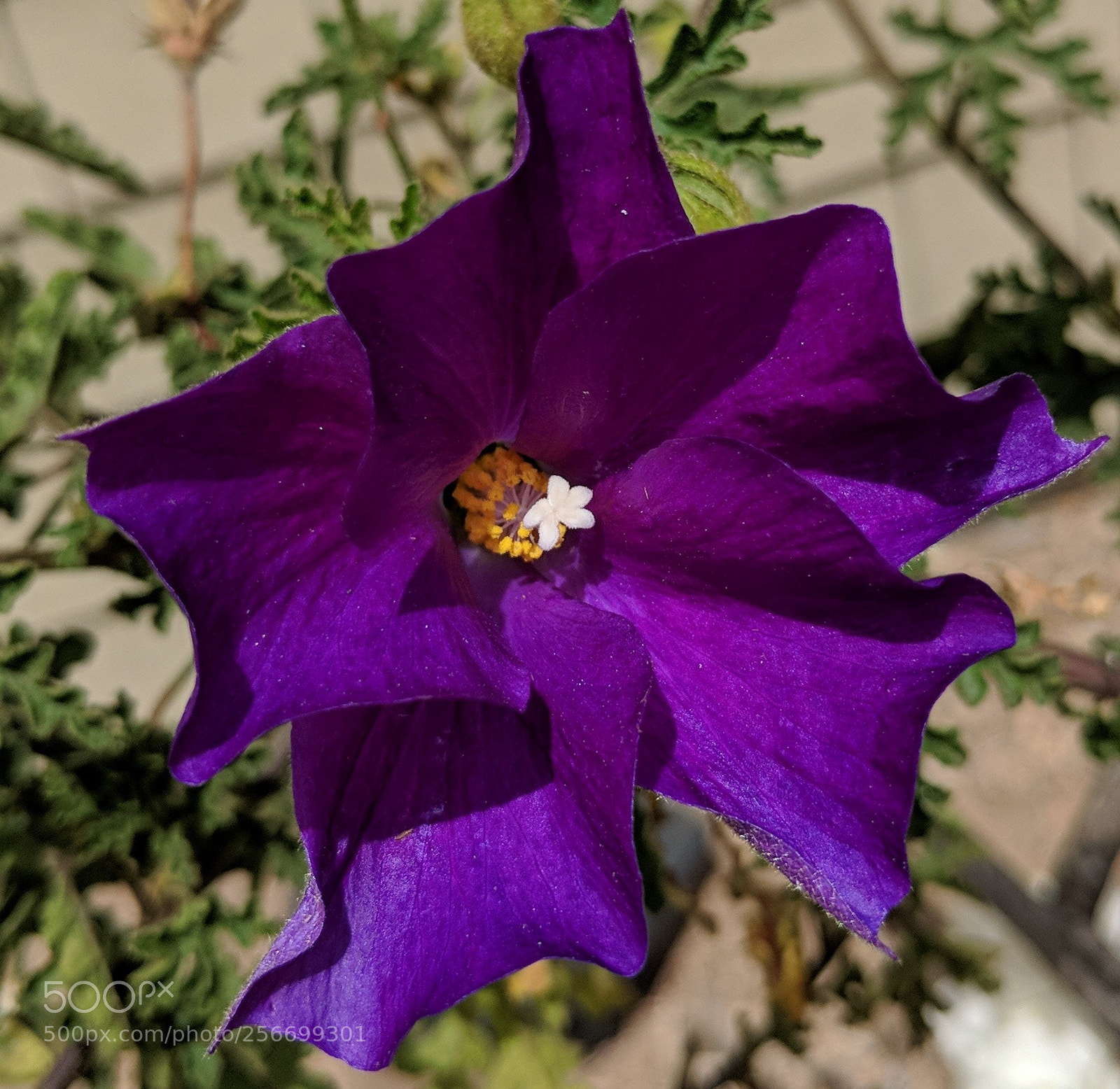 Google Pixel 2 XL sample photo. Untitled photography
