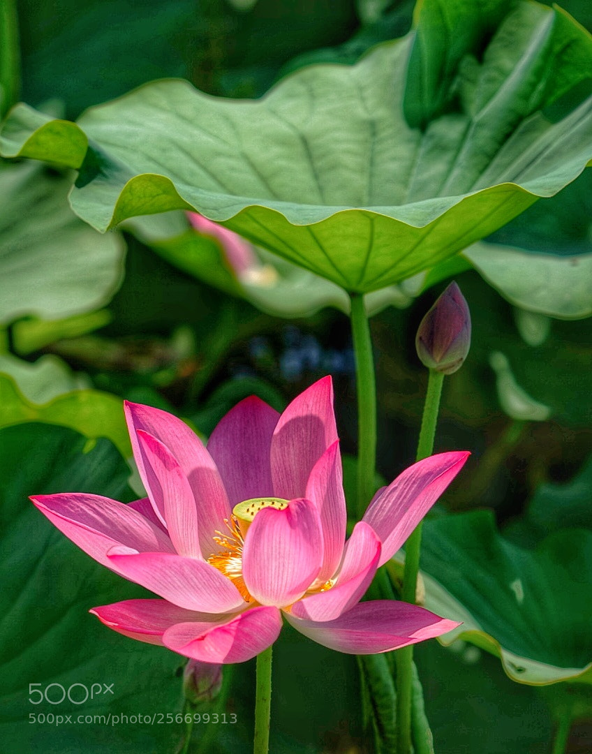 Sony a7 sample photo. Untitled photography