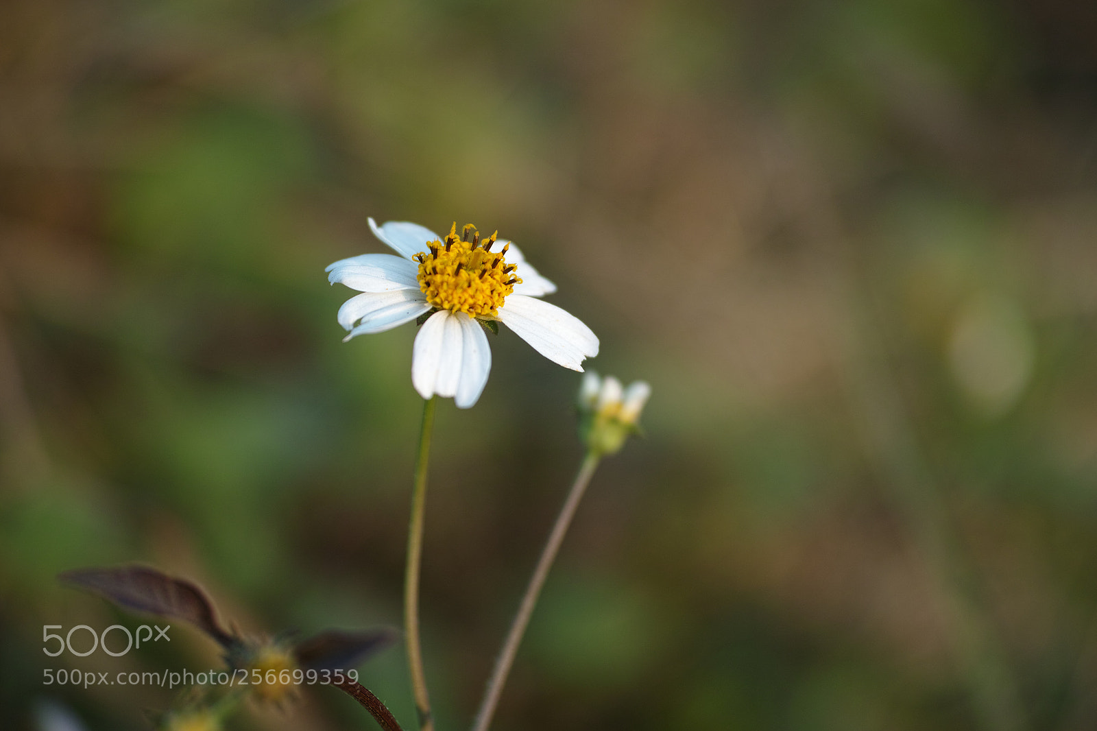 Sigma DP3 Merrill sample photo. Little white flower photography