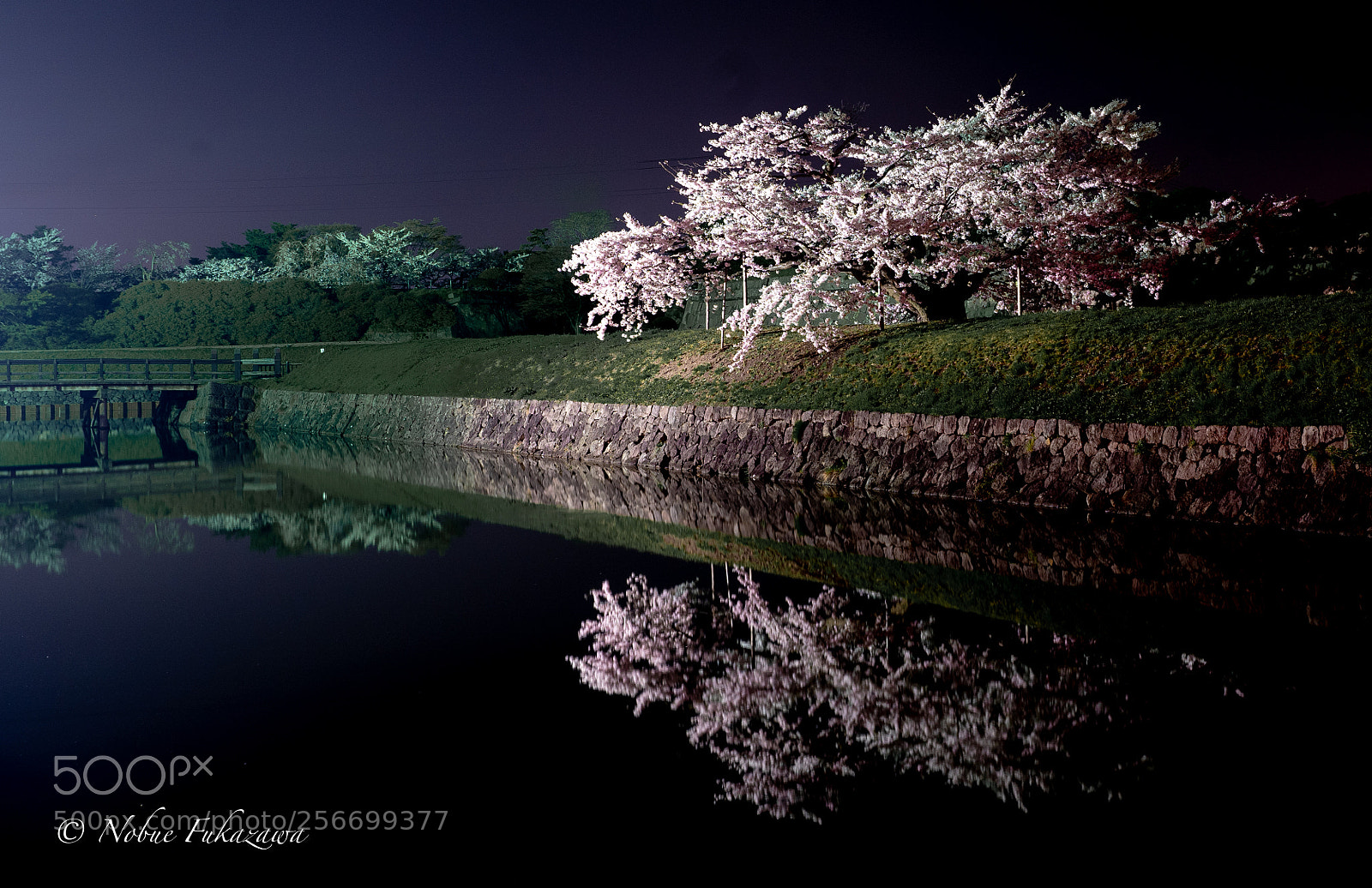 Sony a7 III sample photo. 夜桜 -yozakura- photography