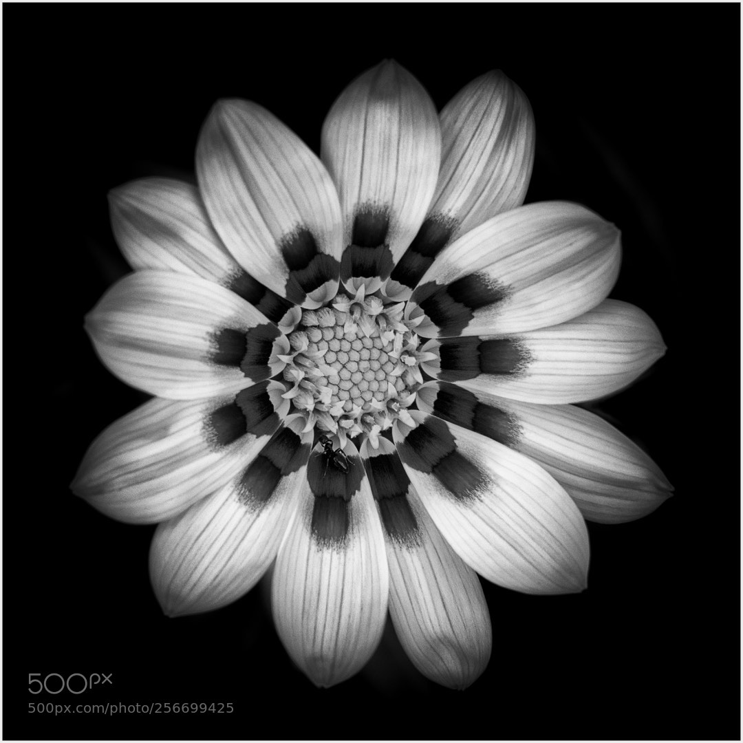 Olympus OM-D E-M10 sample photo. Gazania photography