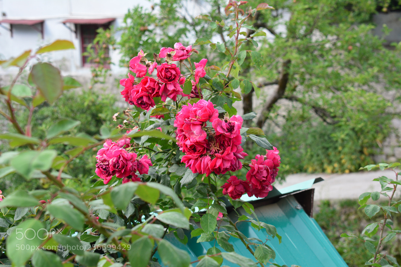 Nikon D5200 sample photo. More than a flower photography