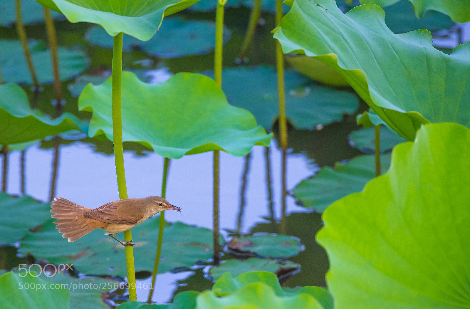 Canon EOS-1D X sample photo. Playing in lotus pool photography