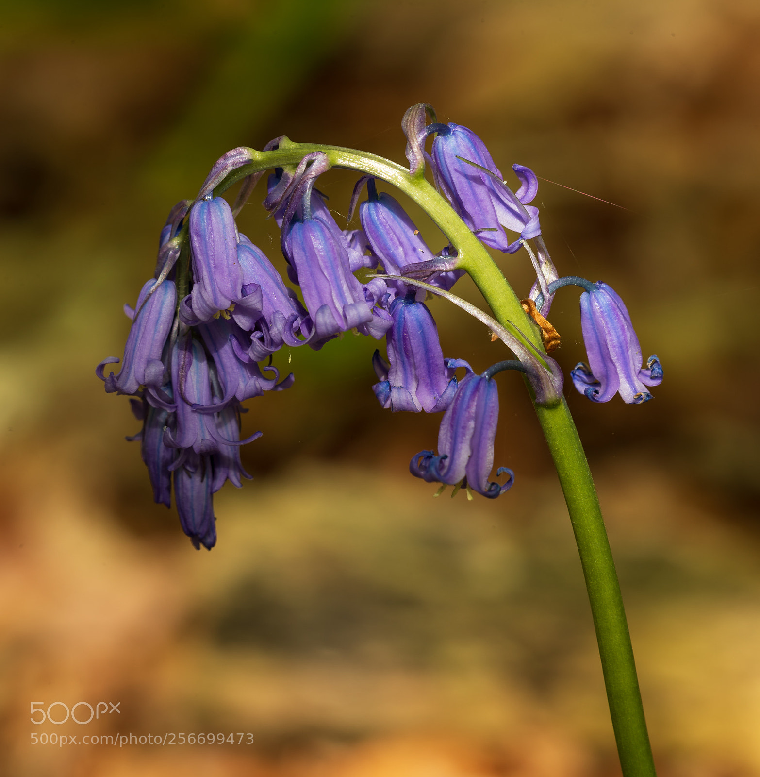 Canon EOS-1D X Mark II sample photo. Bluebell photography