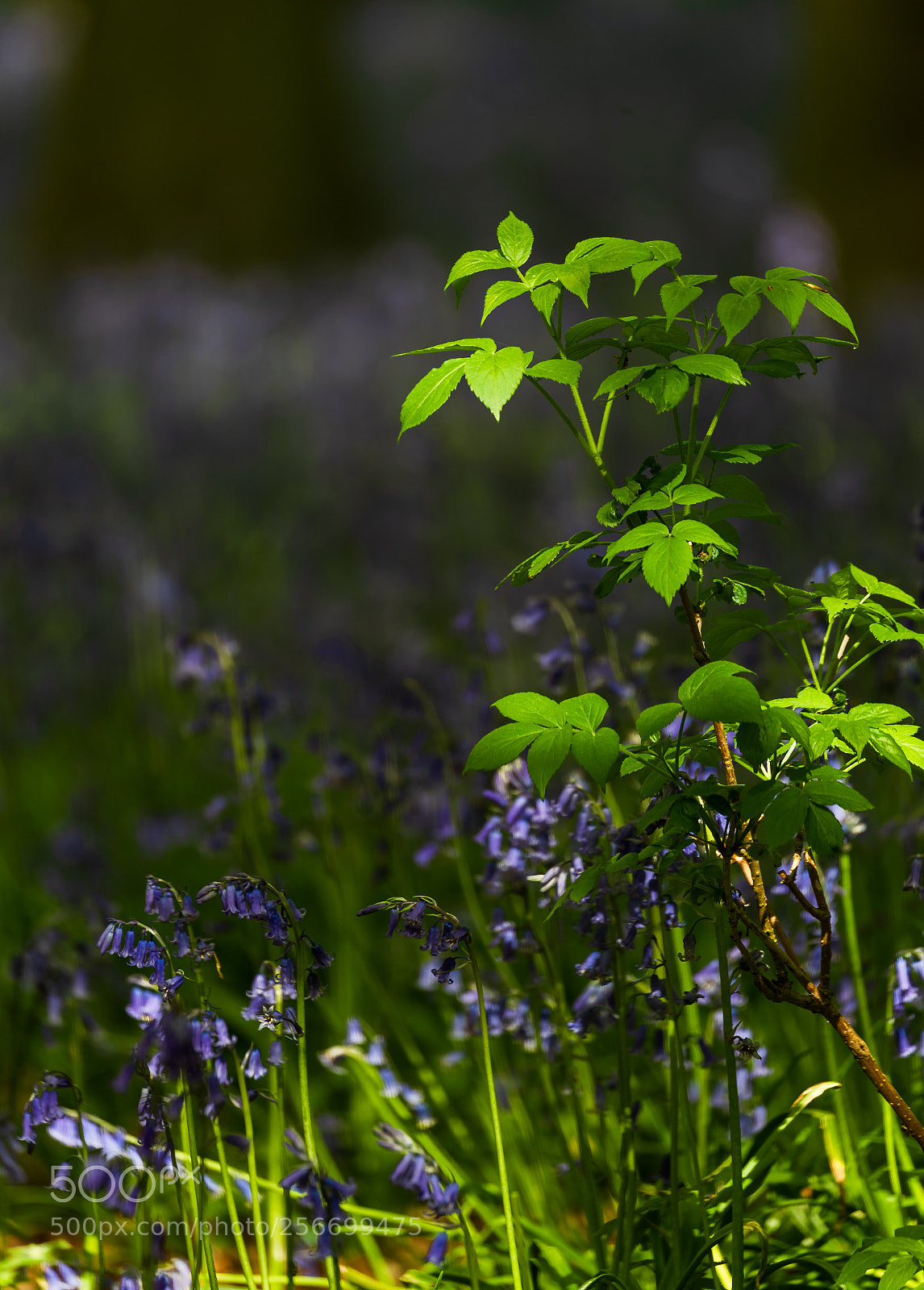 Canon EOS-1D X Mark II sample photo. New spring leaves photography