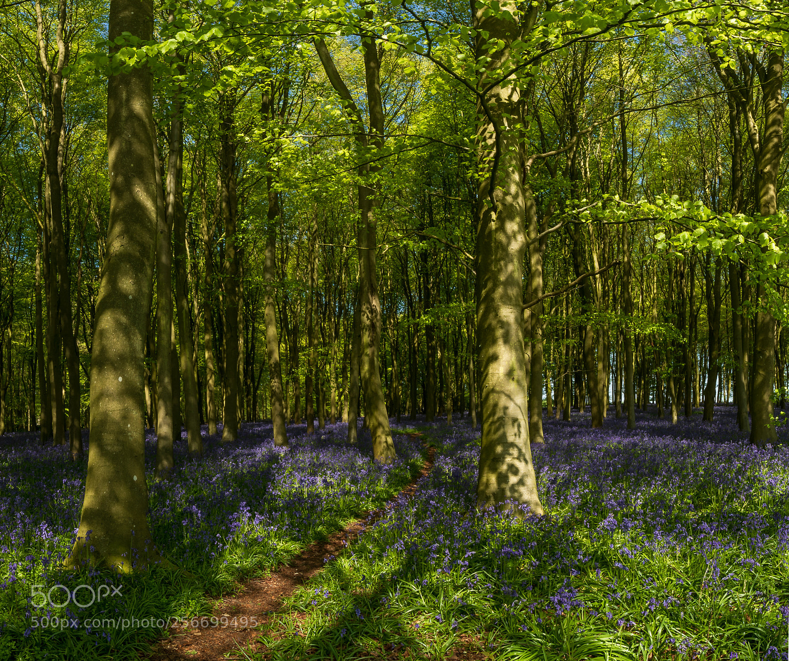 Canon EOS-1D X Mark II sample photo. Bluebell hill photography