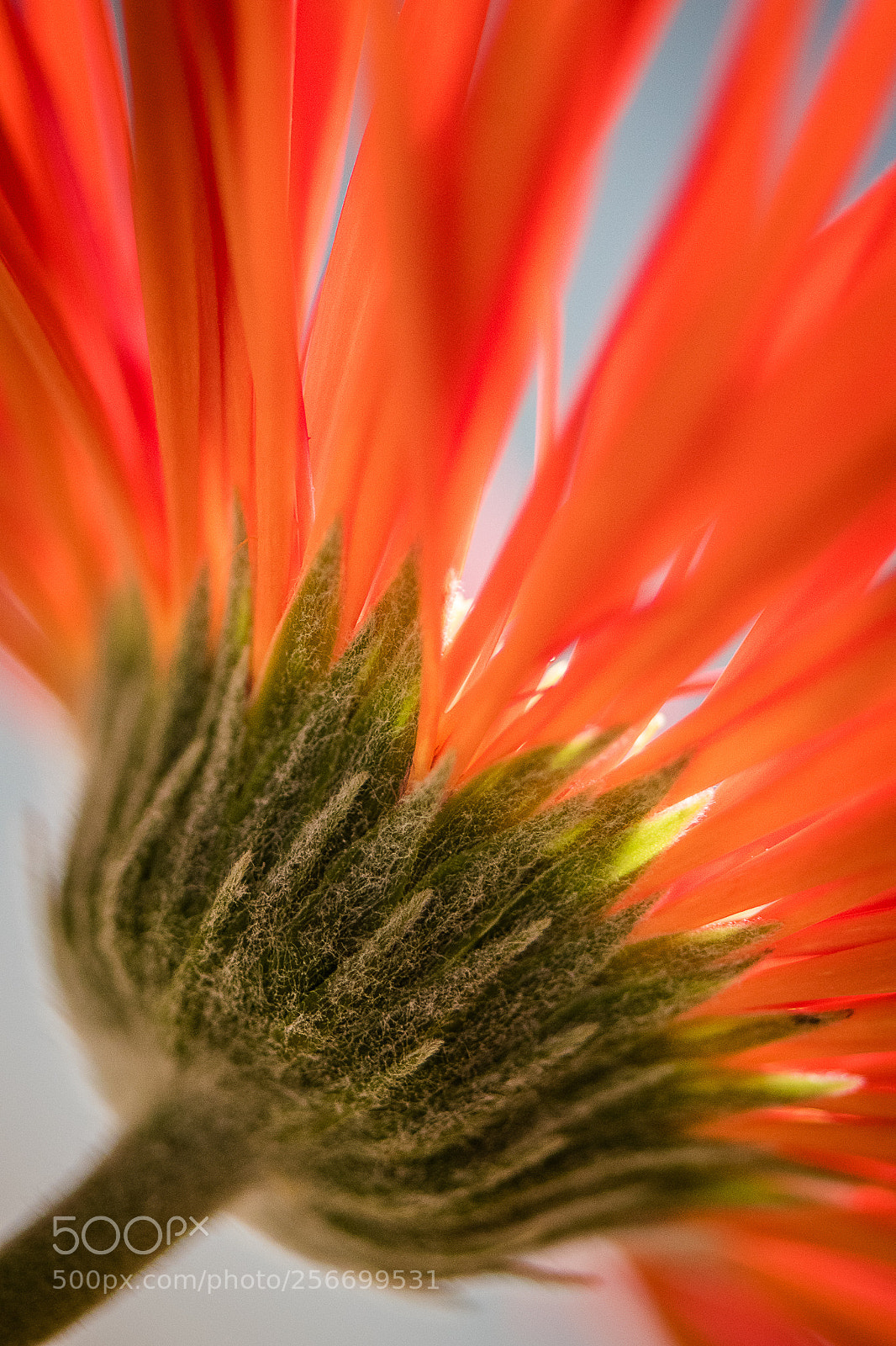 Nikon D750 sample photo. Blossom photography