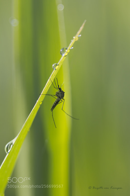 Canon EOS 60D sample photo. King of the swamp photography