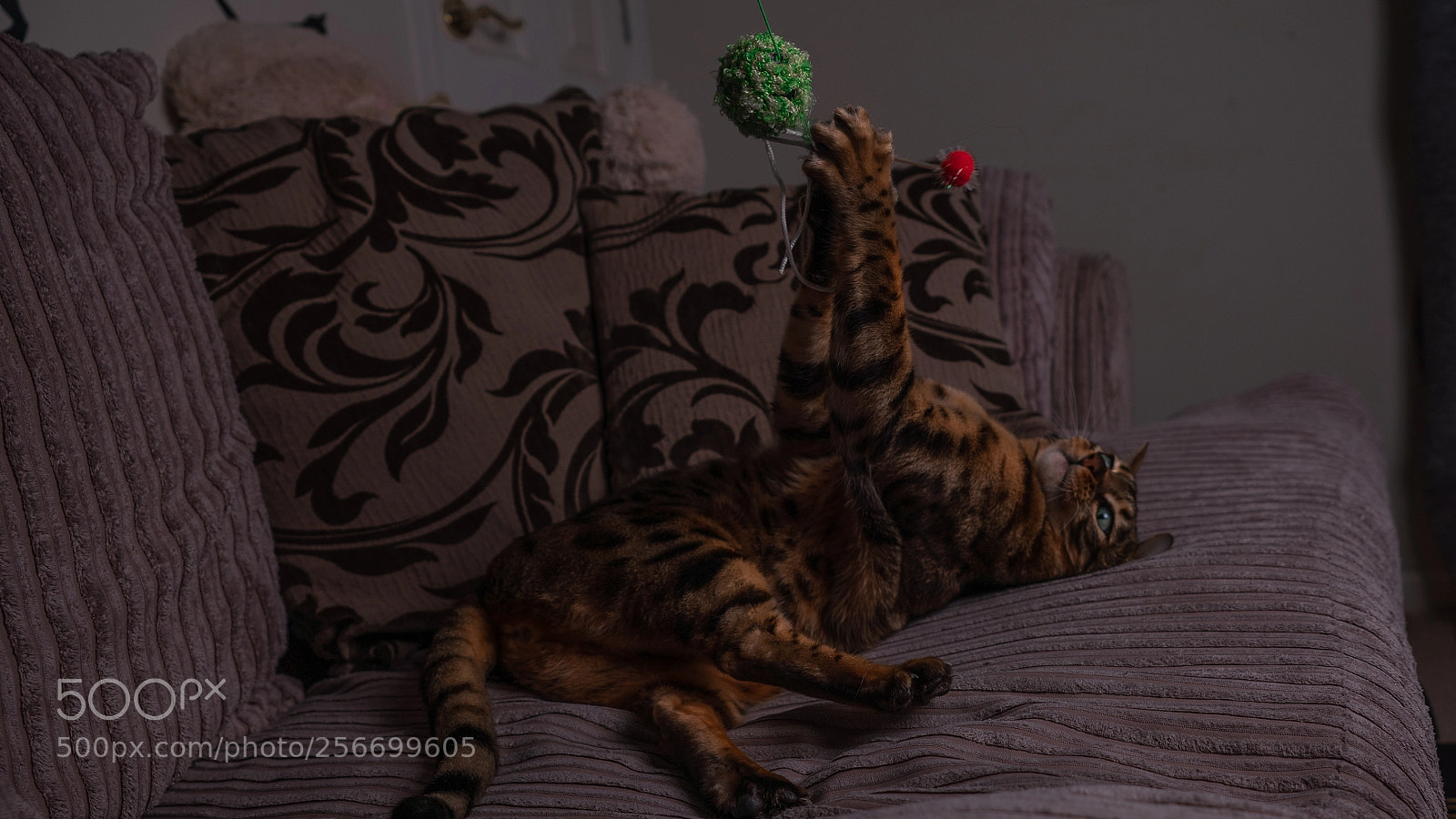Sony a7R III sample photo. кот photography