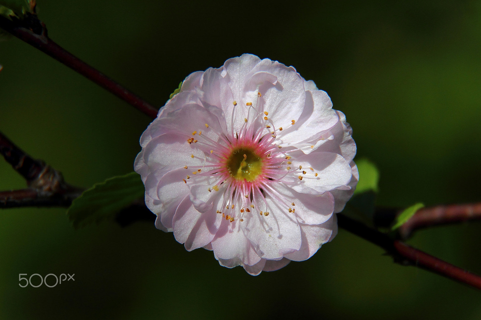 Canon EF-S 18-200mm F3.5-5.6 IS sample photo. " sekiyama " - japanese cherry photography