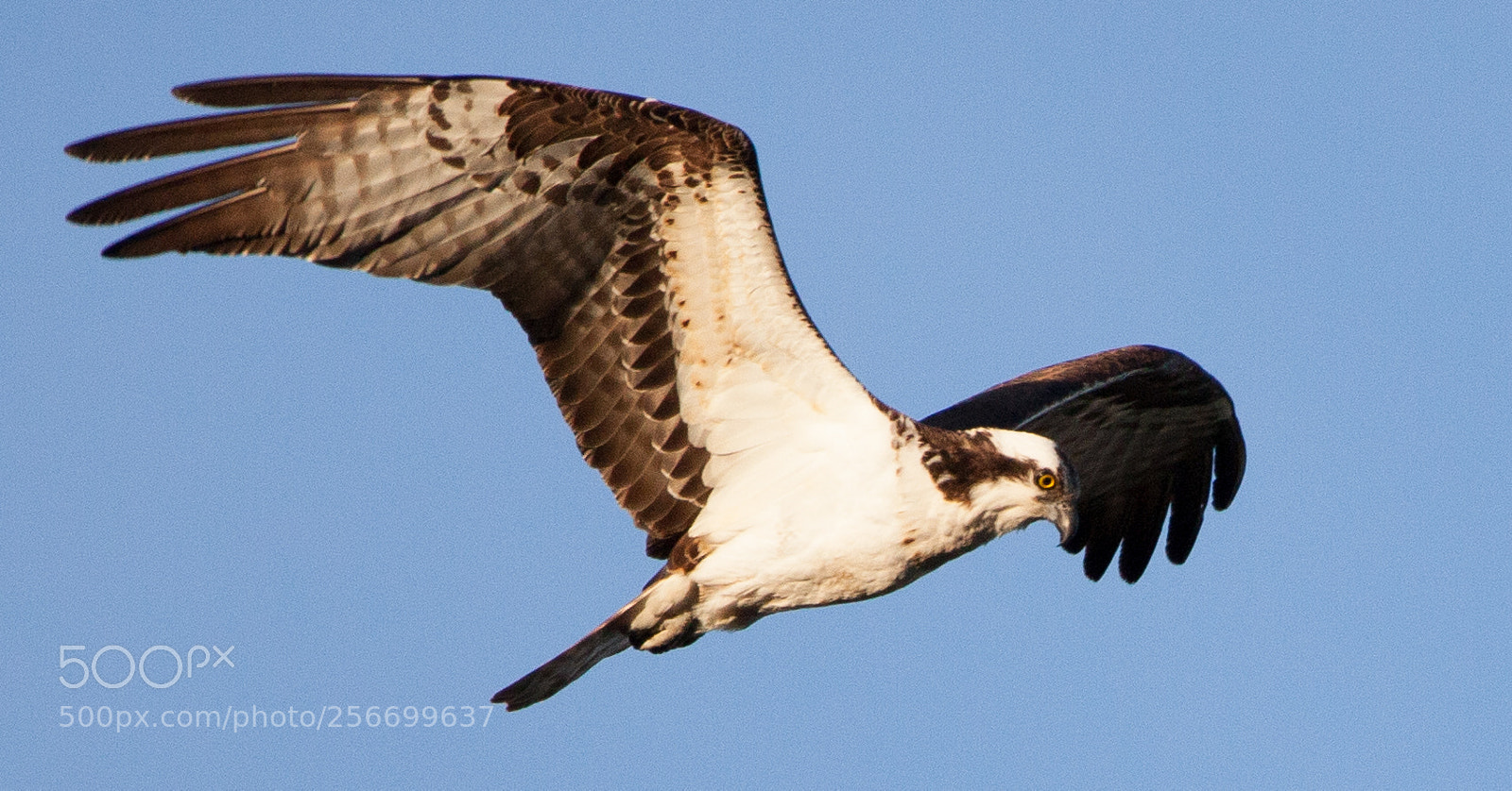 Canon EOS 5D Mark II sample photo. Osprey photography