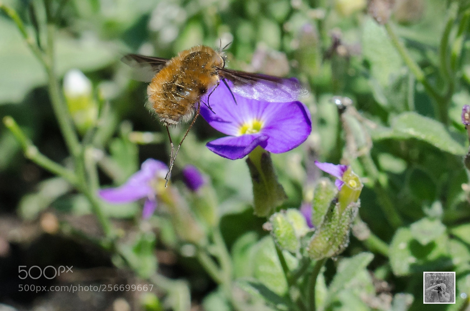 Nikon D7000 sample photo. Insekten k fer bucks photography