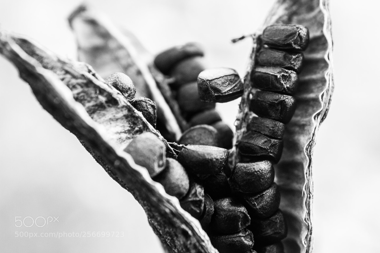 Canon EOS 7D sample photo. Seeds photography