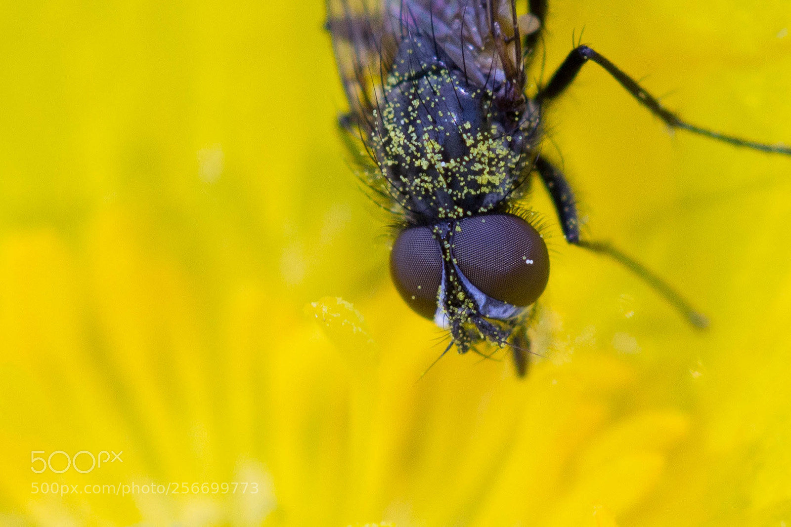 Canon EOS 60D sample photo. Auge und pollen photography