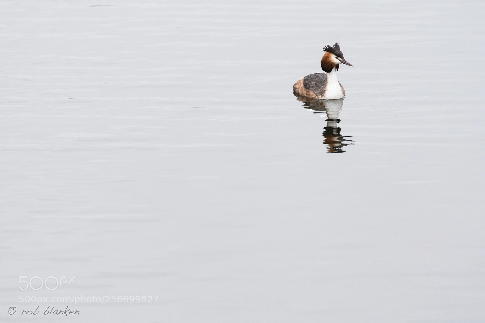 Nikon D850 sample photo. Great crested grebe photography