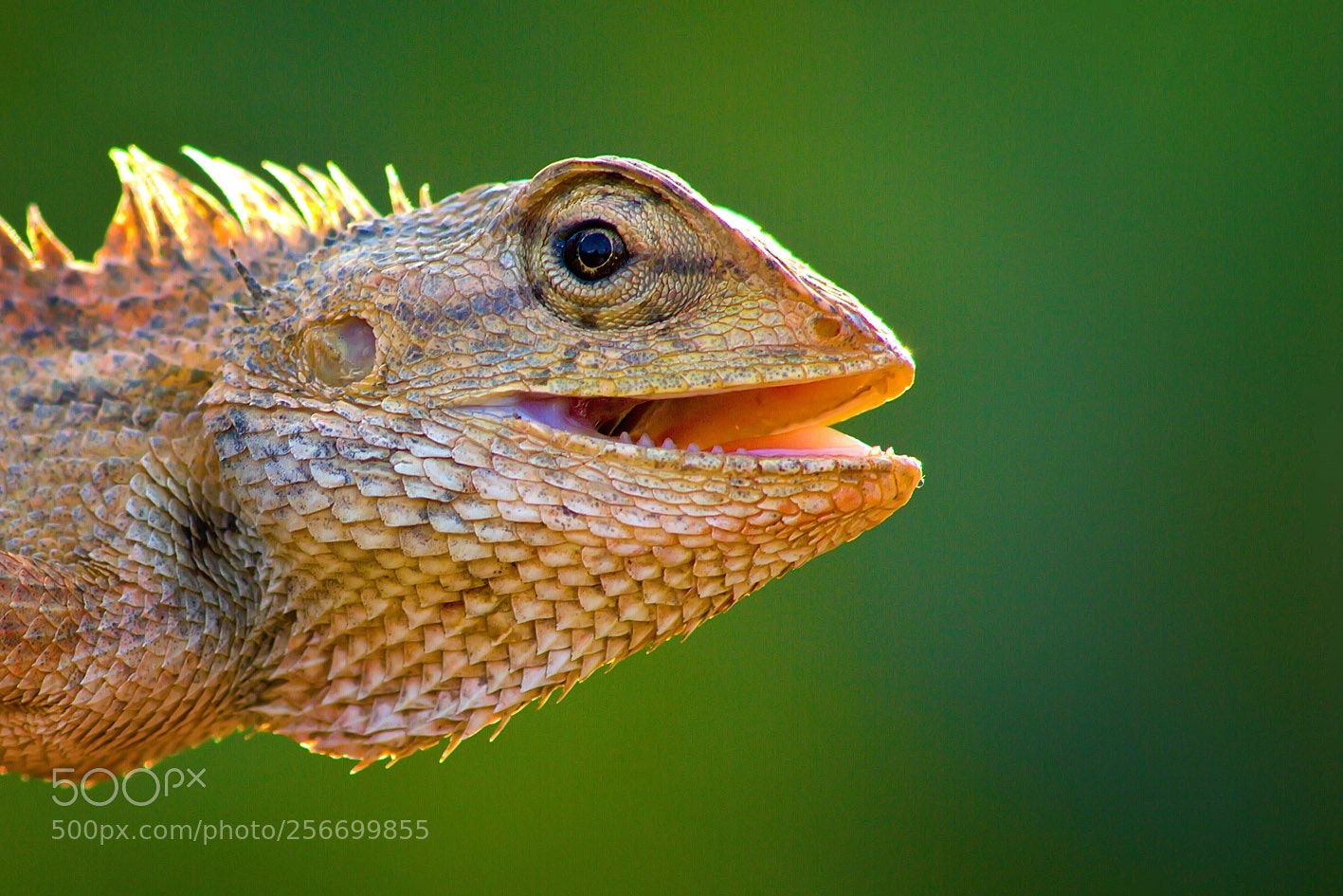 Canon EOS 1100D (EOS Rebel T3 / EOS Kiss X50) sample photo. Lizard photography