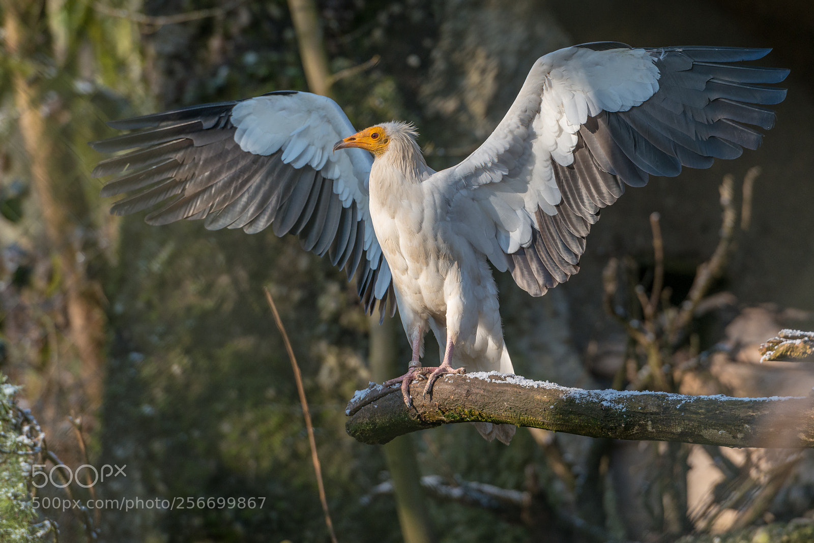 Nikon D800 sample photo. Schmutzgeier bei der morgen photography