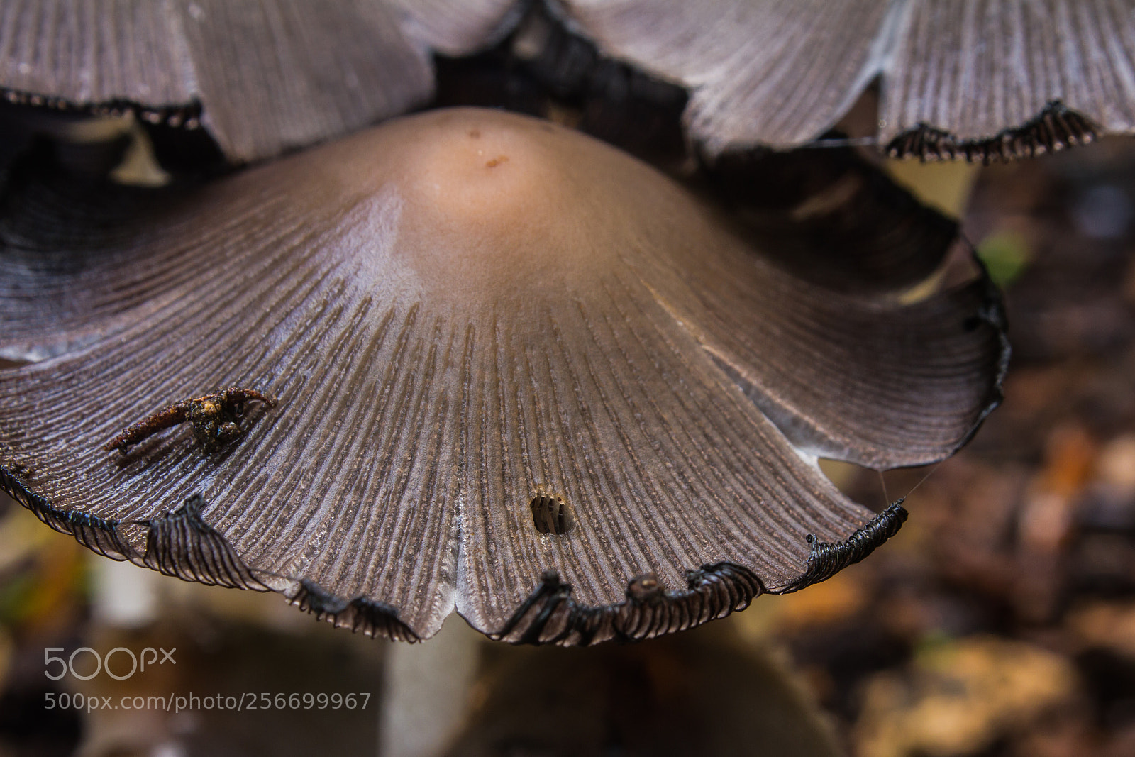 Canon EOS 7D sample photo. Fungi photography