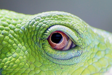 Sony Alpha DSLR-A850 sample photo. Eye of iguana photography