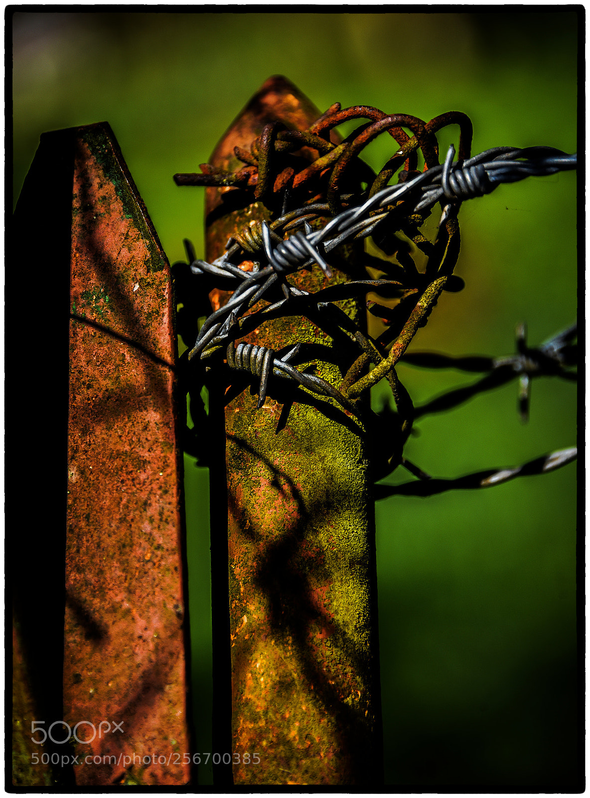 Nikon D750 sample photo. Barbed wire photography