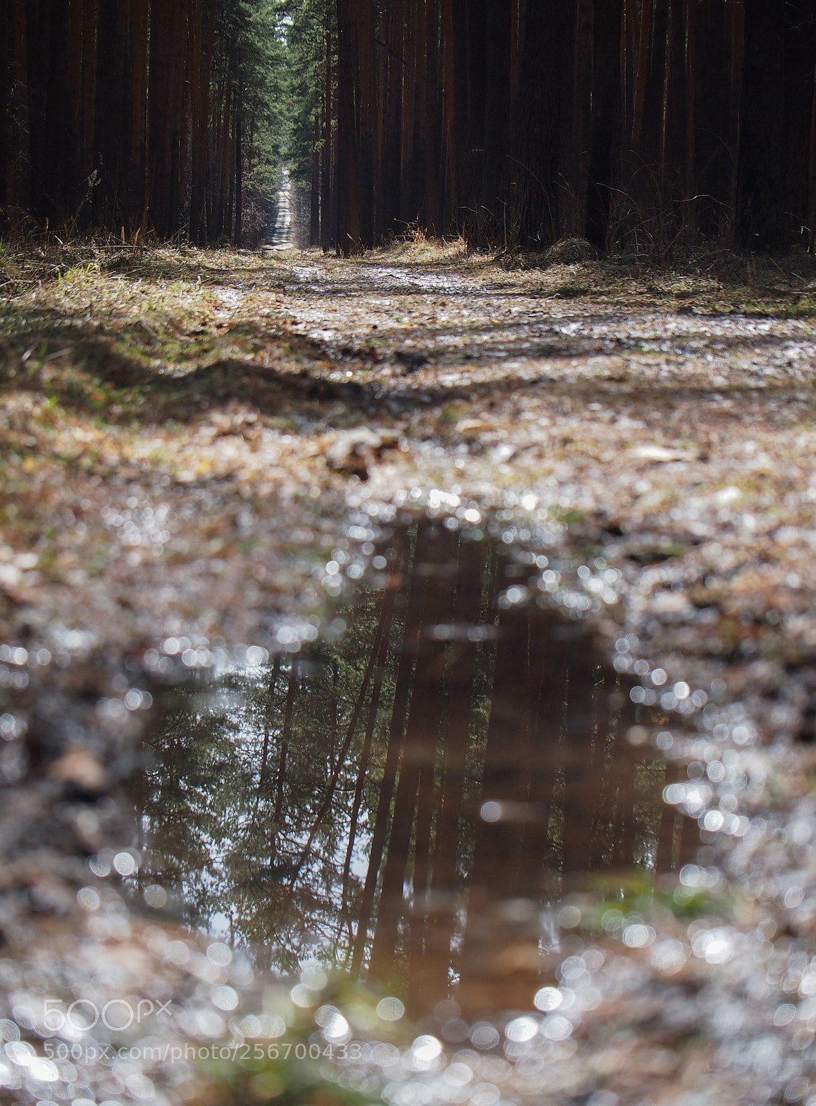 Olympus PEN E-PL3 sample photo. From the forest photography