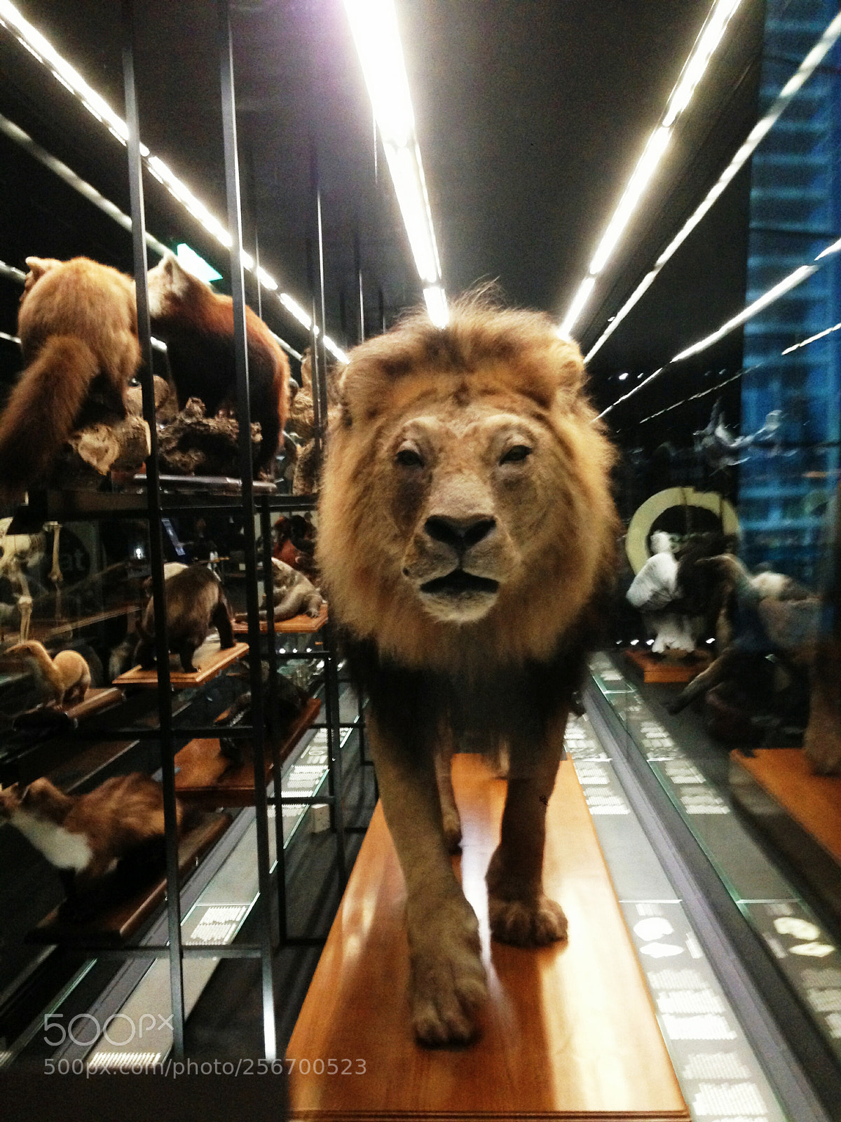 Apple iPhone 5 sample photo. Museo ciencias naturales. photography