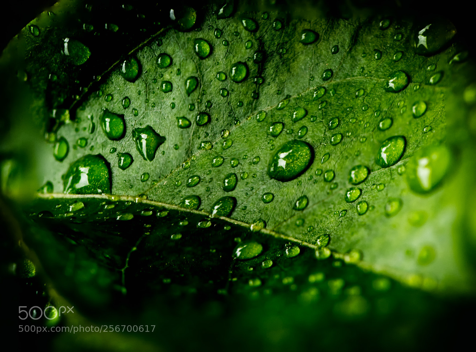 Nikon D750 sample photo. Nature photography